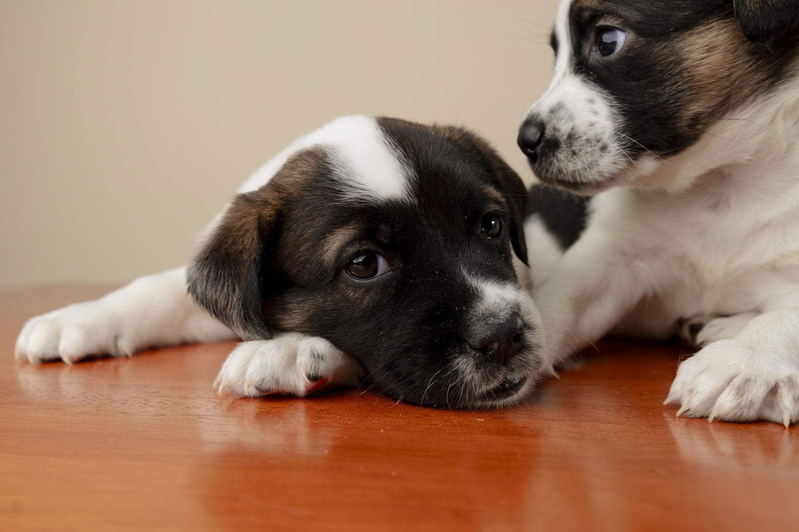 Majesty, Adoptable, Puppy Female Shepherd & Labrador Retriever.