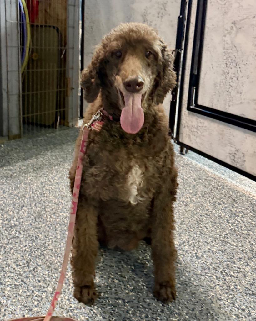 Enlarge Zofie, a Adoptable Poodle in Reno, NV image 1/1