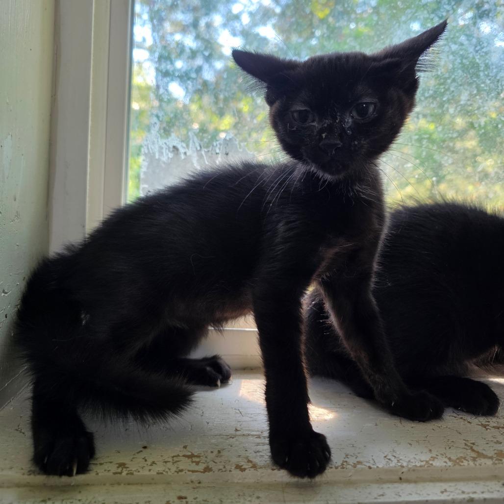 Dixie, Adoptable, Kitten Female Domestic Short Hair.