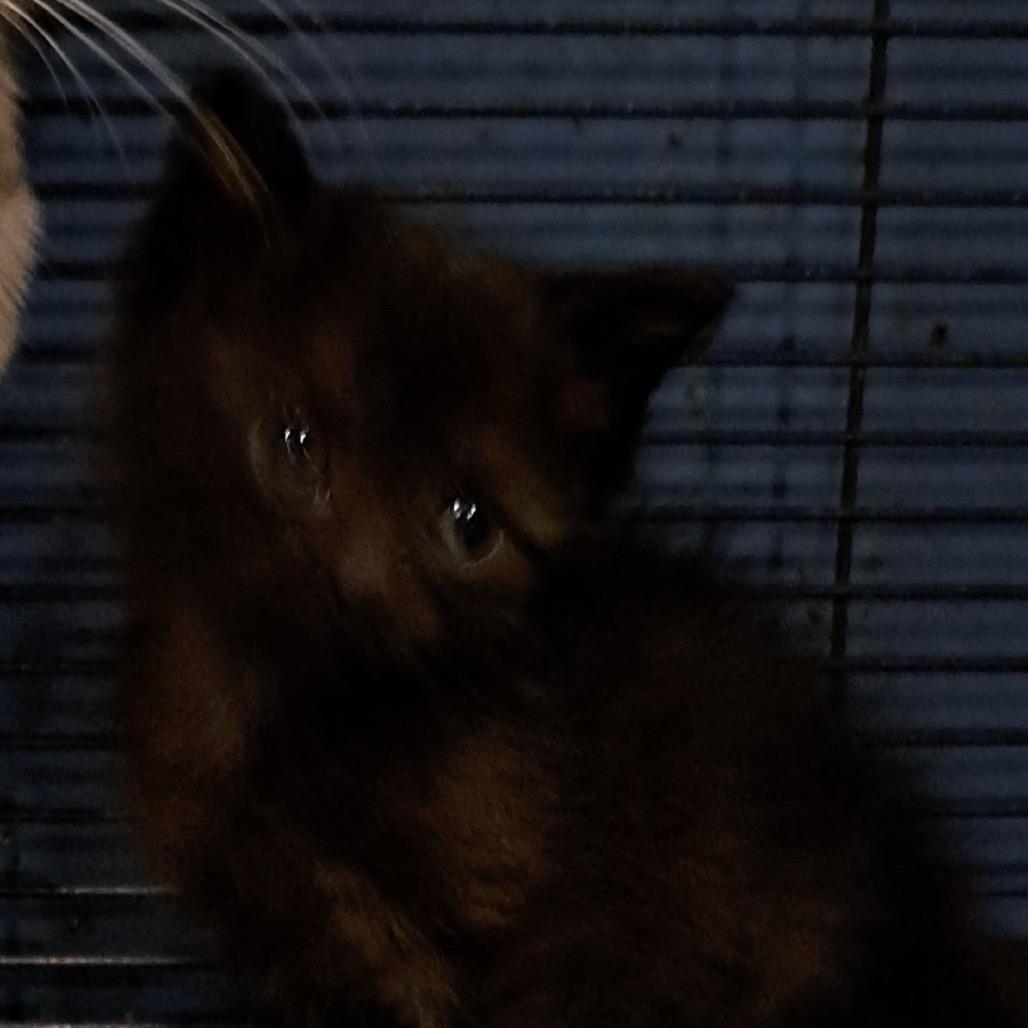 Dixie, a Adoptable Domestic Short Hair in Eureka Springs, AR image 2/2