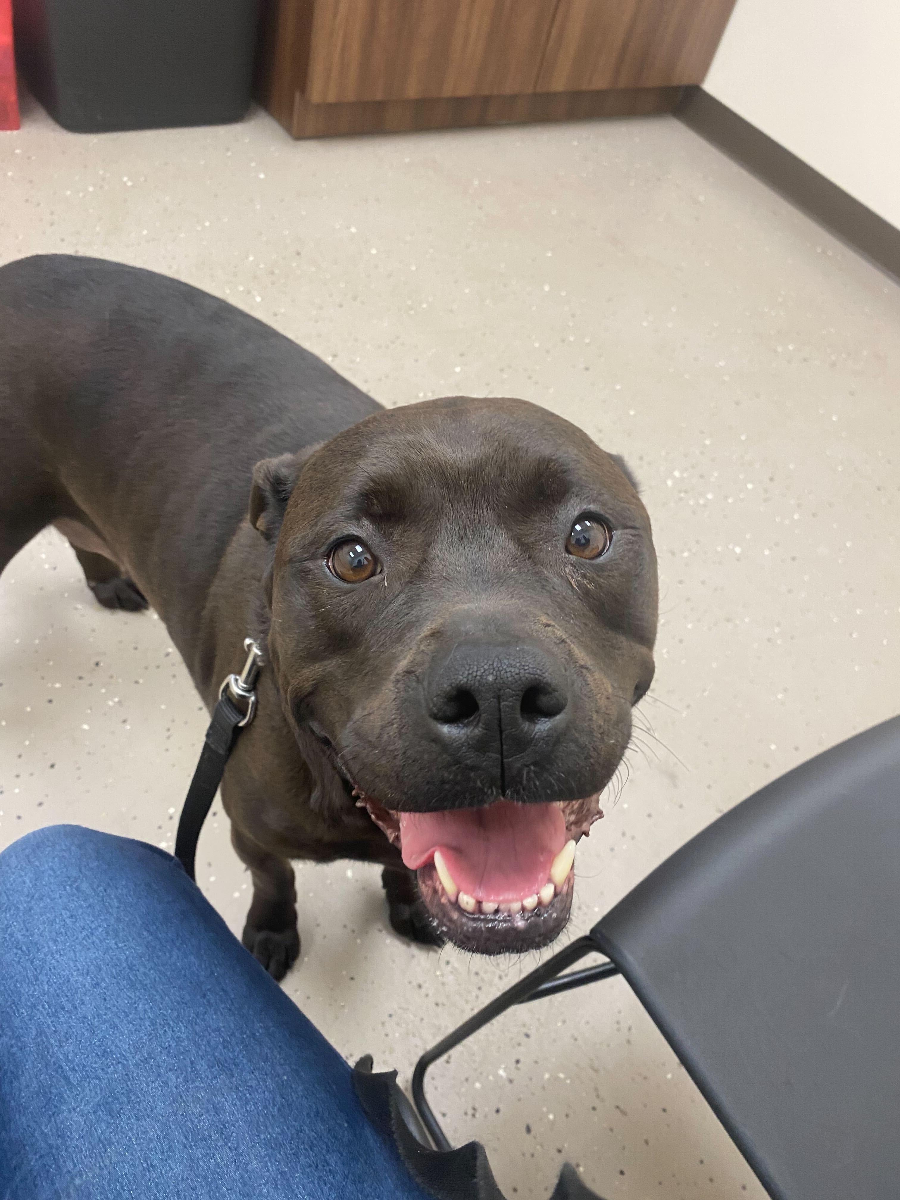 Enlarge Diamond, a Adoptable mixed breed in Montrose, PA image 2/2