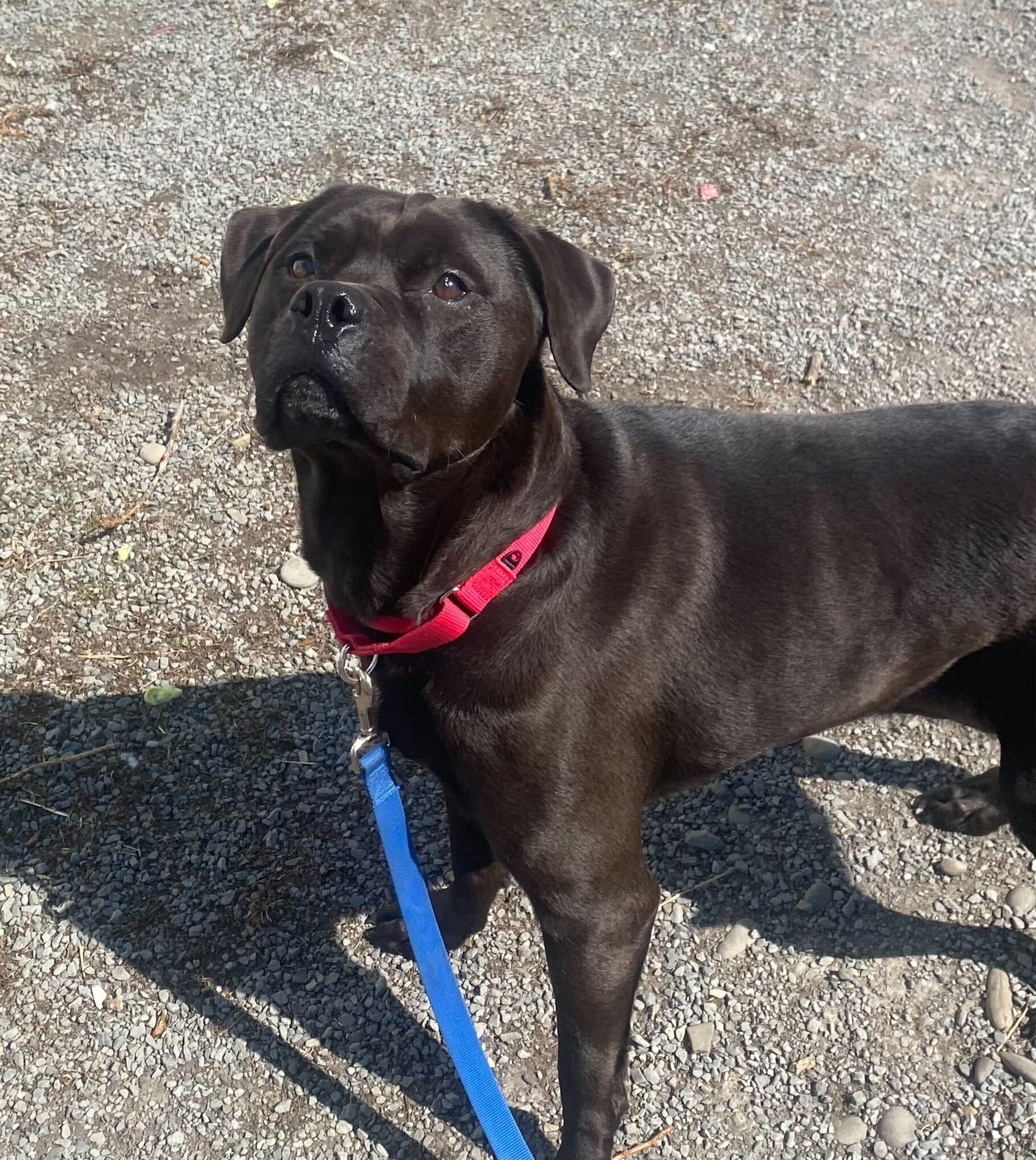 Enlarge Diamond, a Adoptable mixed breed in Montrose, PA image 1/2