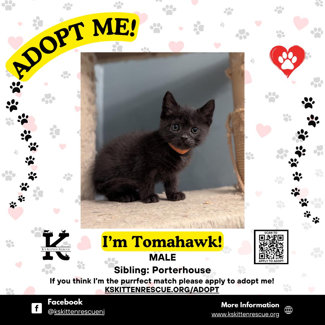 Tomahawk, ADOPTABLE, Kitten Male Domestic Short Hair.