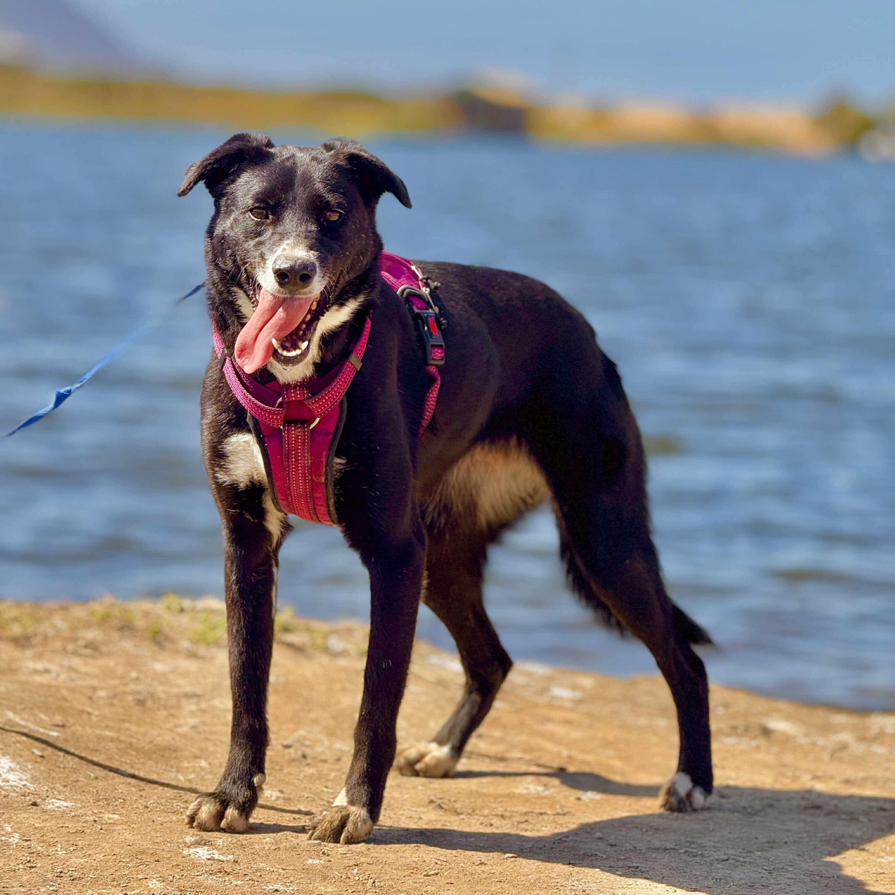 Azzi, a Adoptable mixed breed in San Diego, CA image 2/2