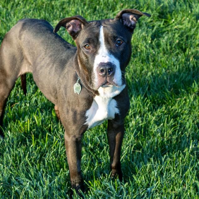 BONNIE, Adoptable, Adult Female Pit Bull Terrier.