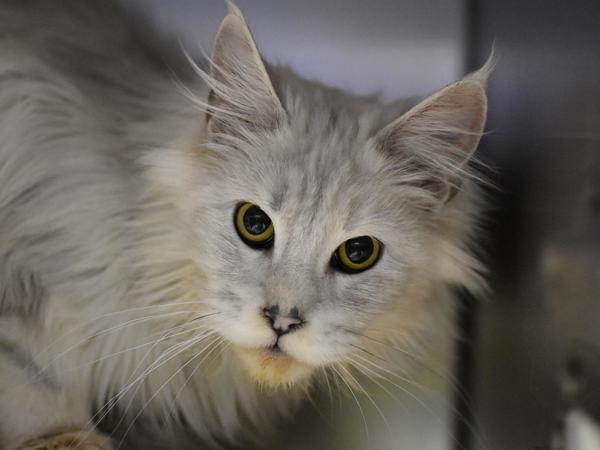 Clam Chowdah thumbnail 3