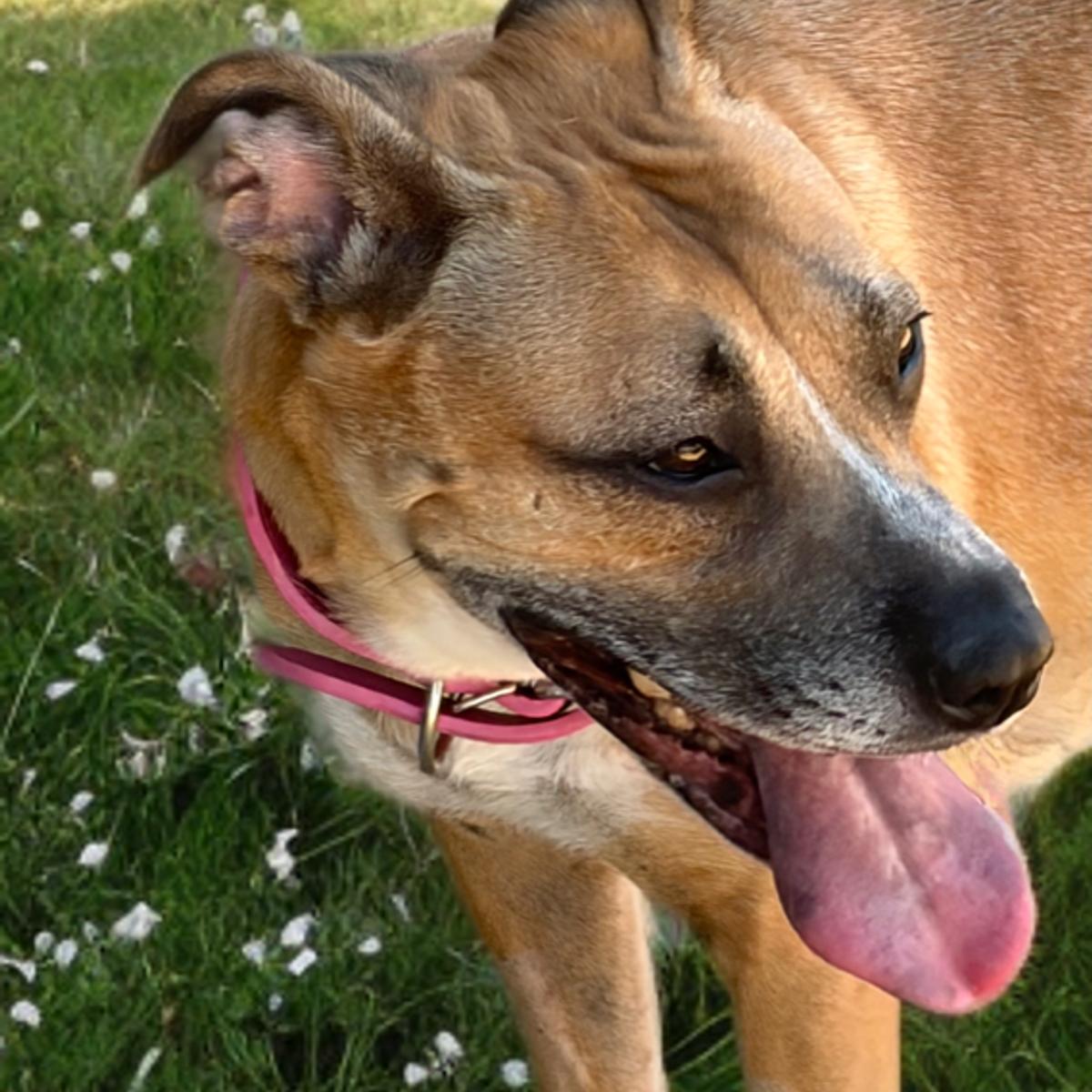 Tiana, Adoptable, Adult Female Shepherd.