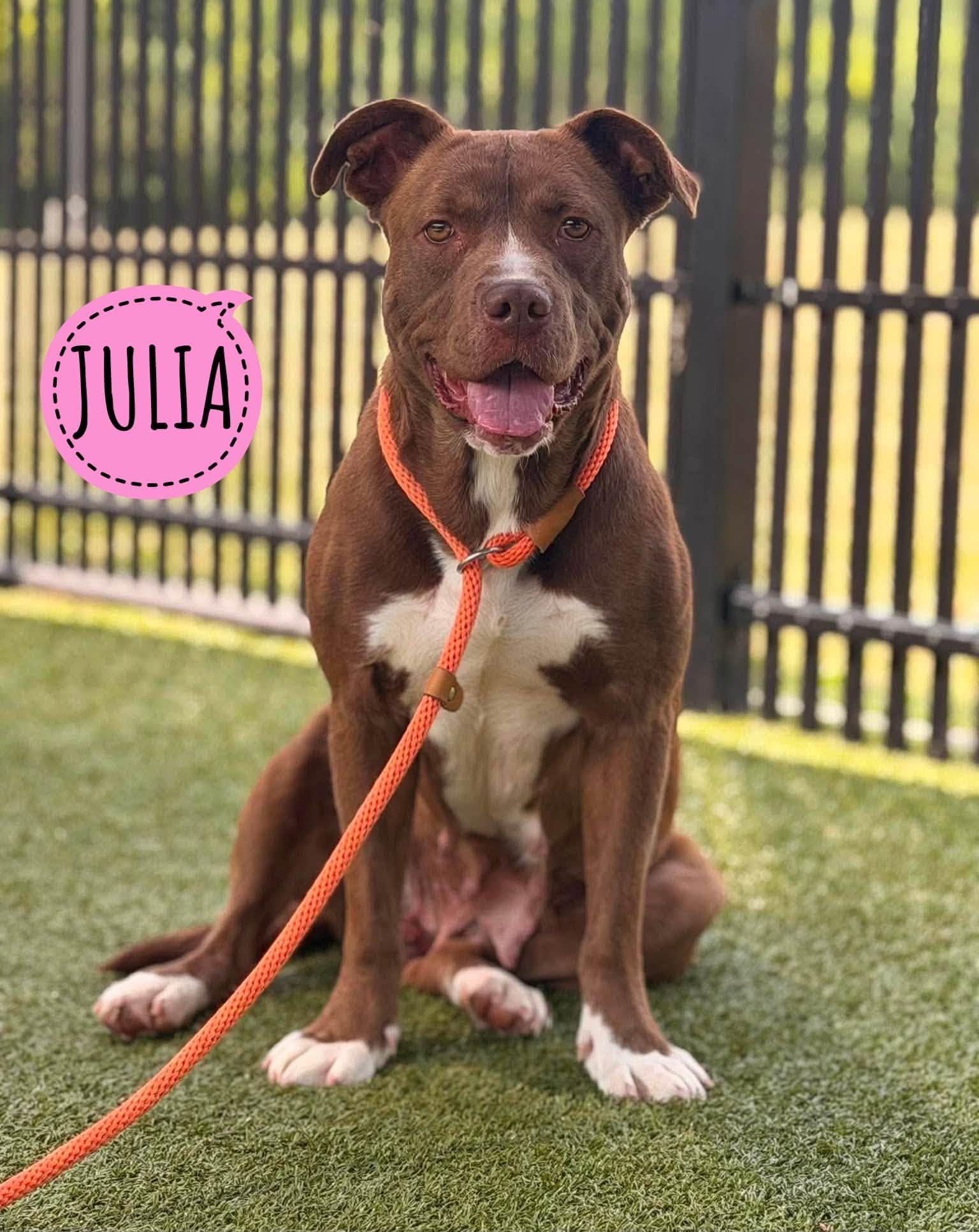 Julia, ADOPTABLE, Young Female Mixed Breed.