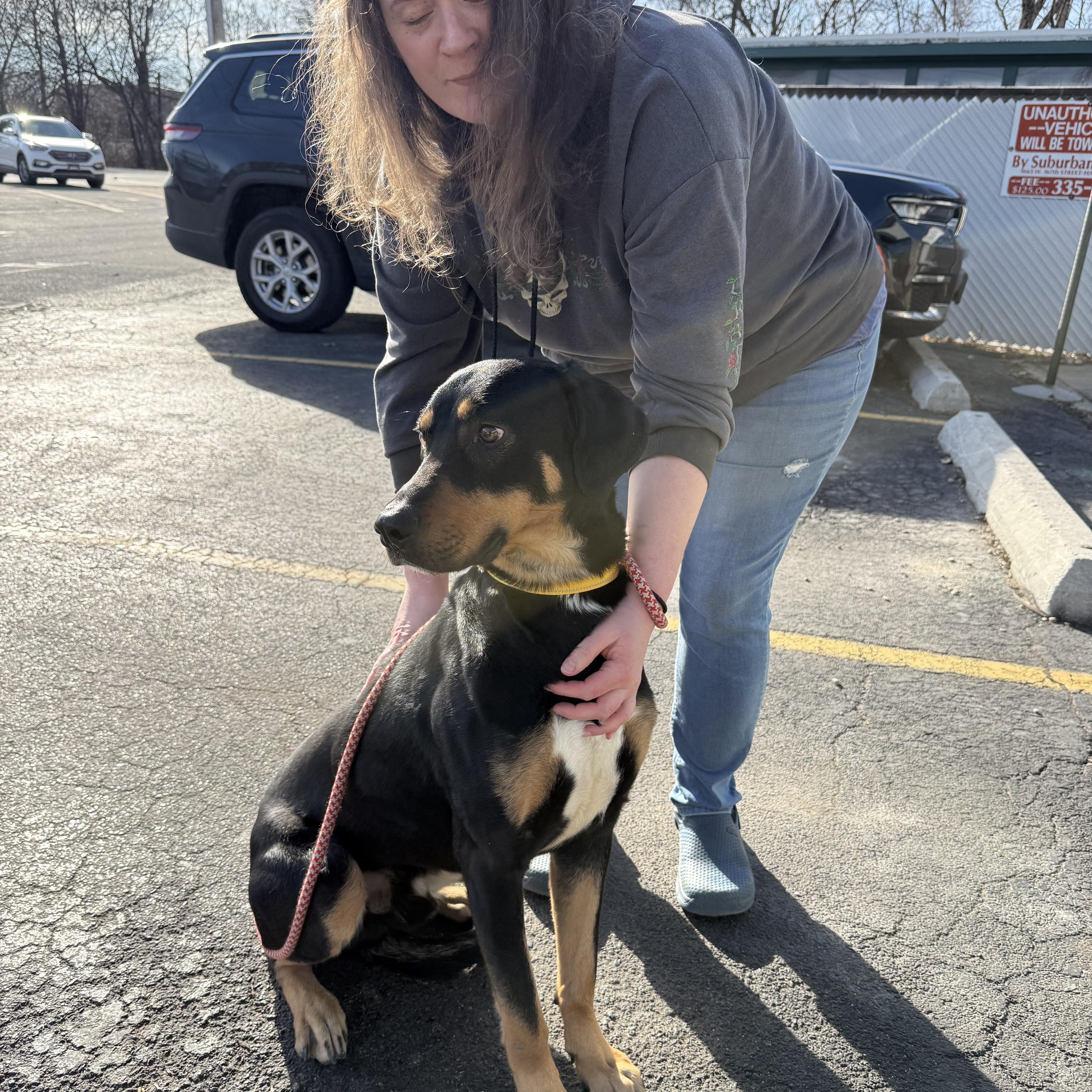 Bruno, an adoptable mixed breed in Homewood, IL image 2/5