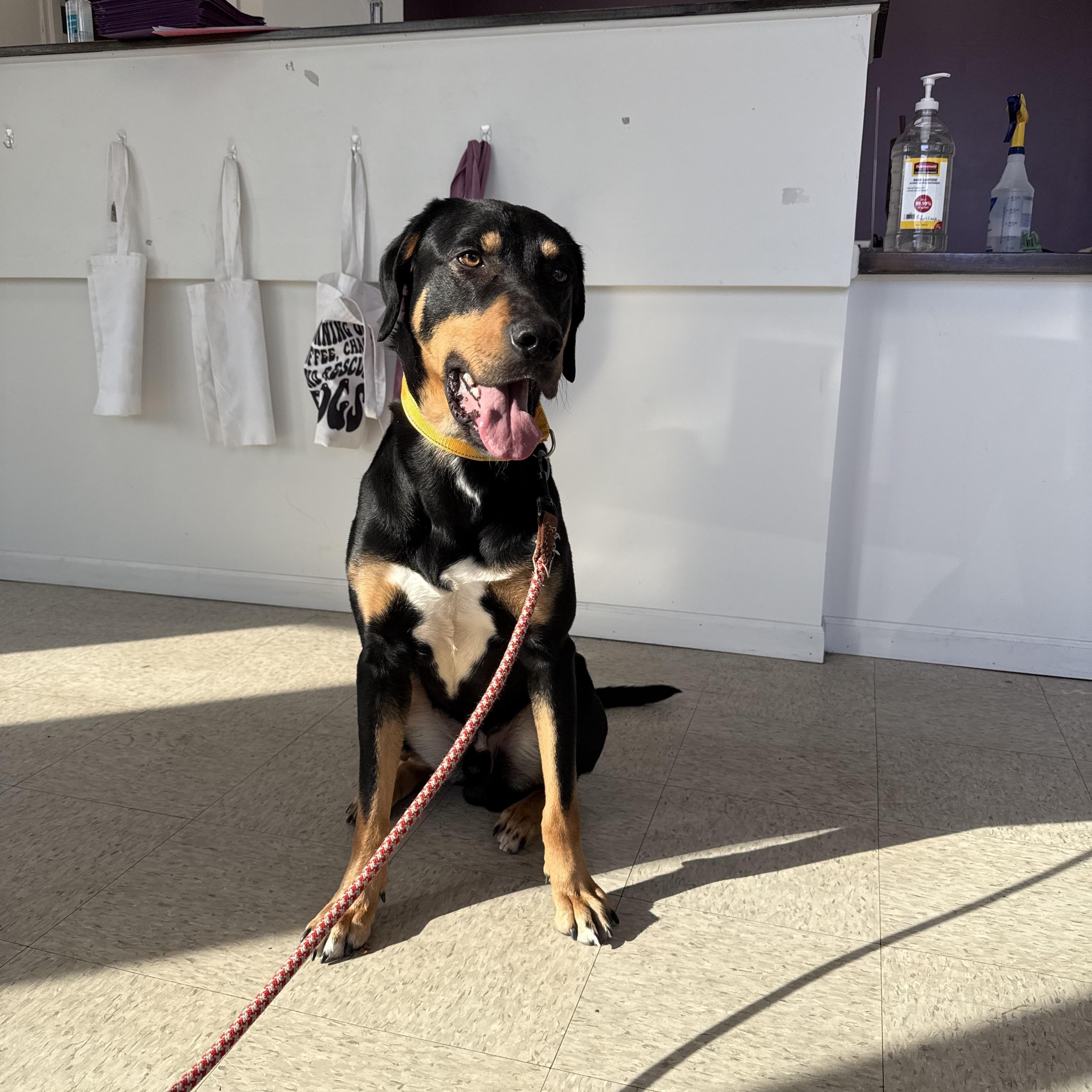 Bruno, an adoptable mixed breed in Homewood, IL image 3/5