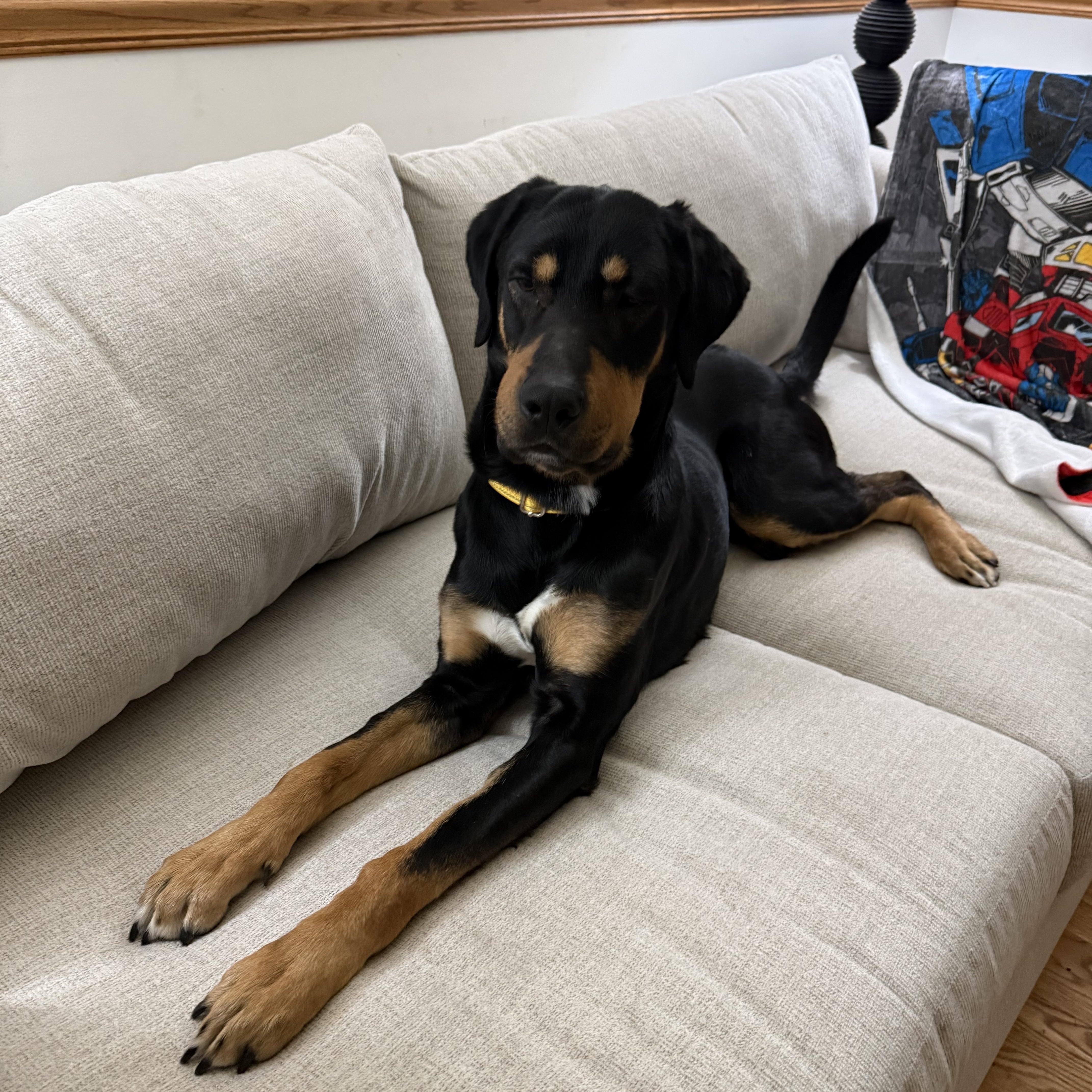 Bruno, an adoptable mixed breed in Homewood, IL image 5/5