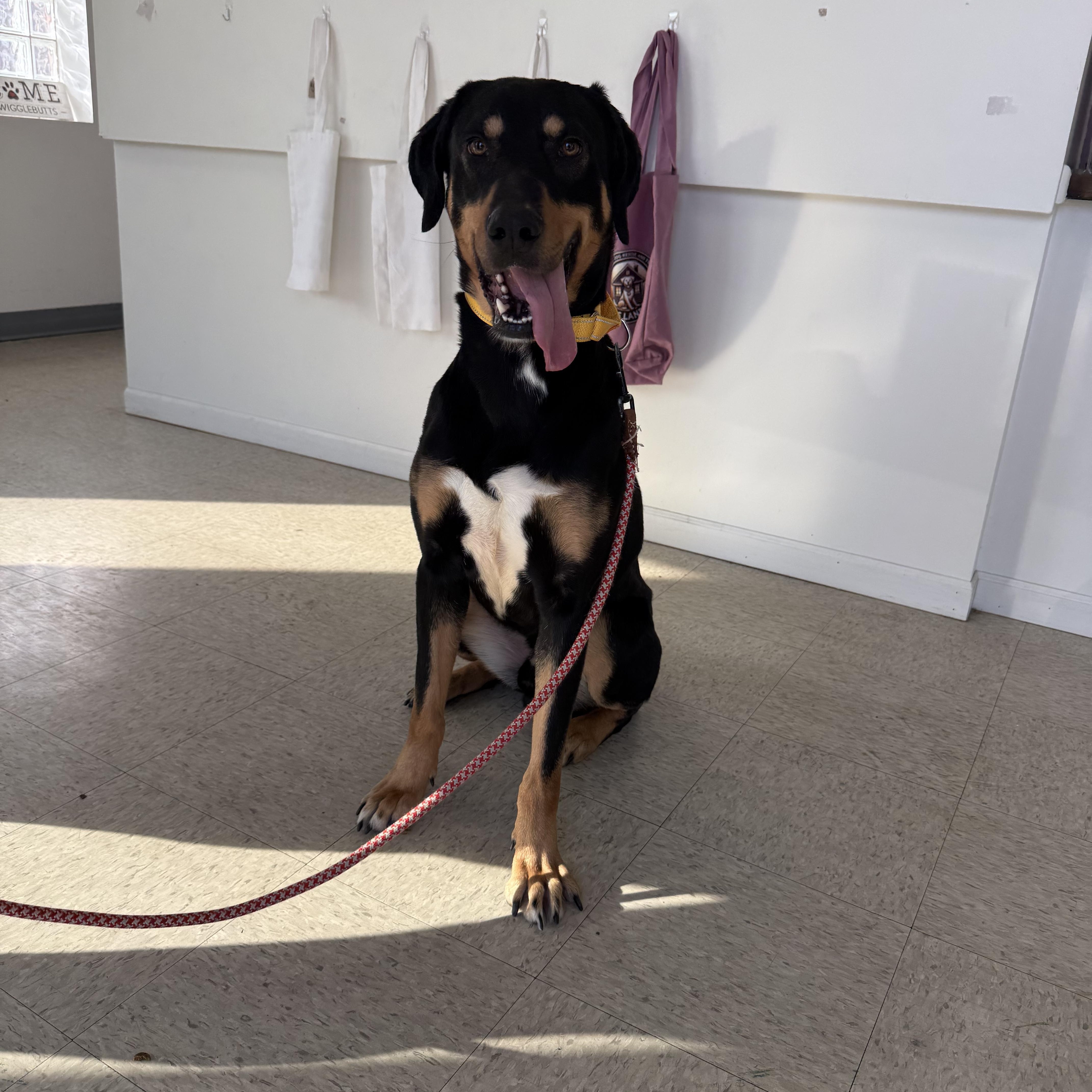 Bruno, an adoptable mixed breed in Homewood, IL image 4/5