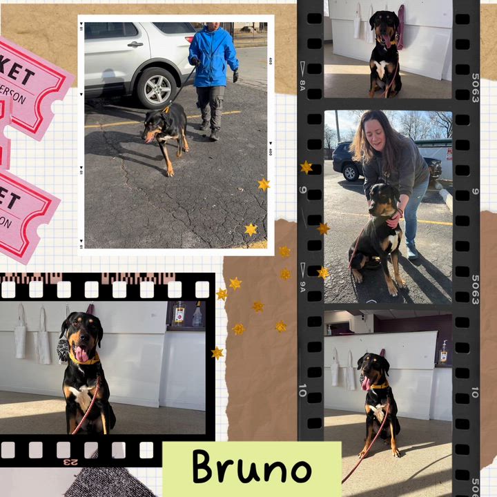 Enlarge Bruno, an adoptable mixed breed in Homewood, IL video 1/5