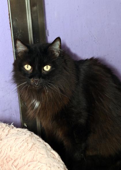 Finn (In a Foster Home), Adoptable, Adult Male Domestic Long Hair & Domestic Short Hair.