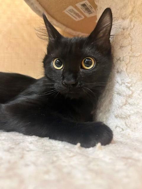 Felix, Adoptable, Kitten Male Domestic Short Hair.