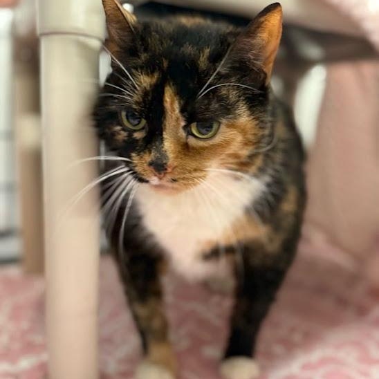 Cocoa, an adoptable Tortoiseshell in East Amherst, NY image 3/4