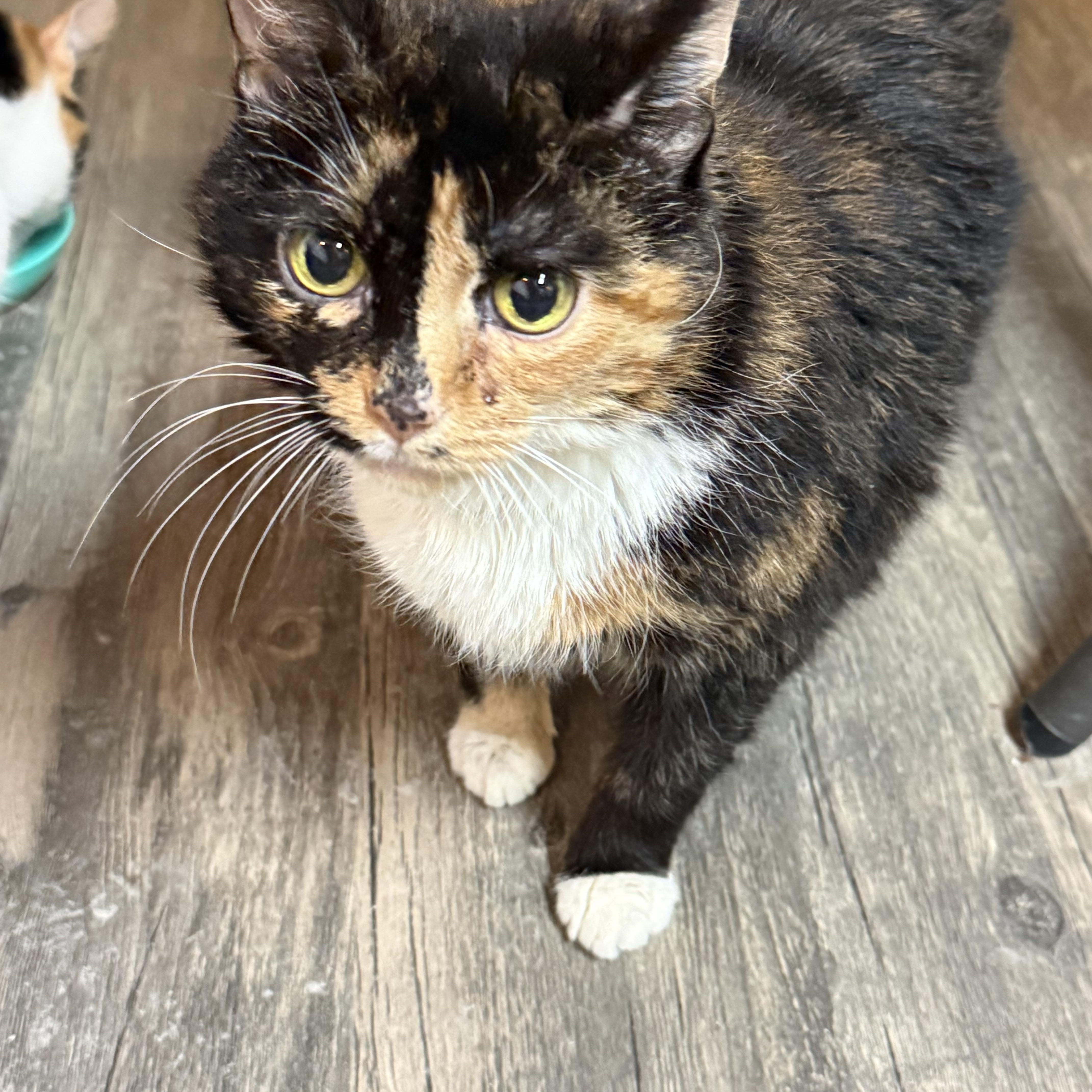 Enlarge Cocoa, a Adoptable Tortoiseshell in East Amherst, NY image 1/5