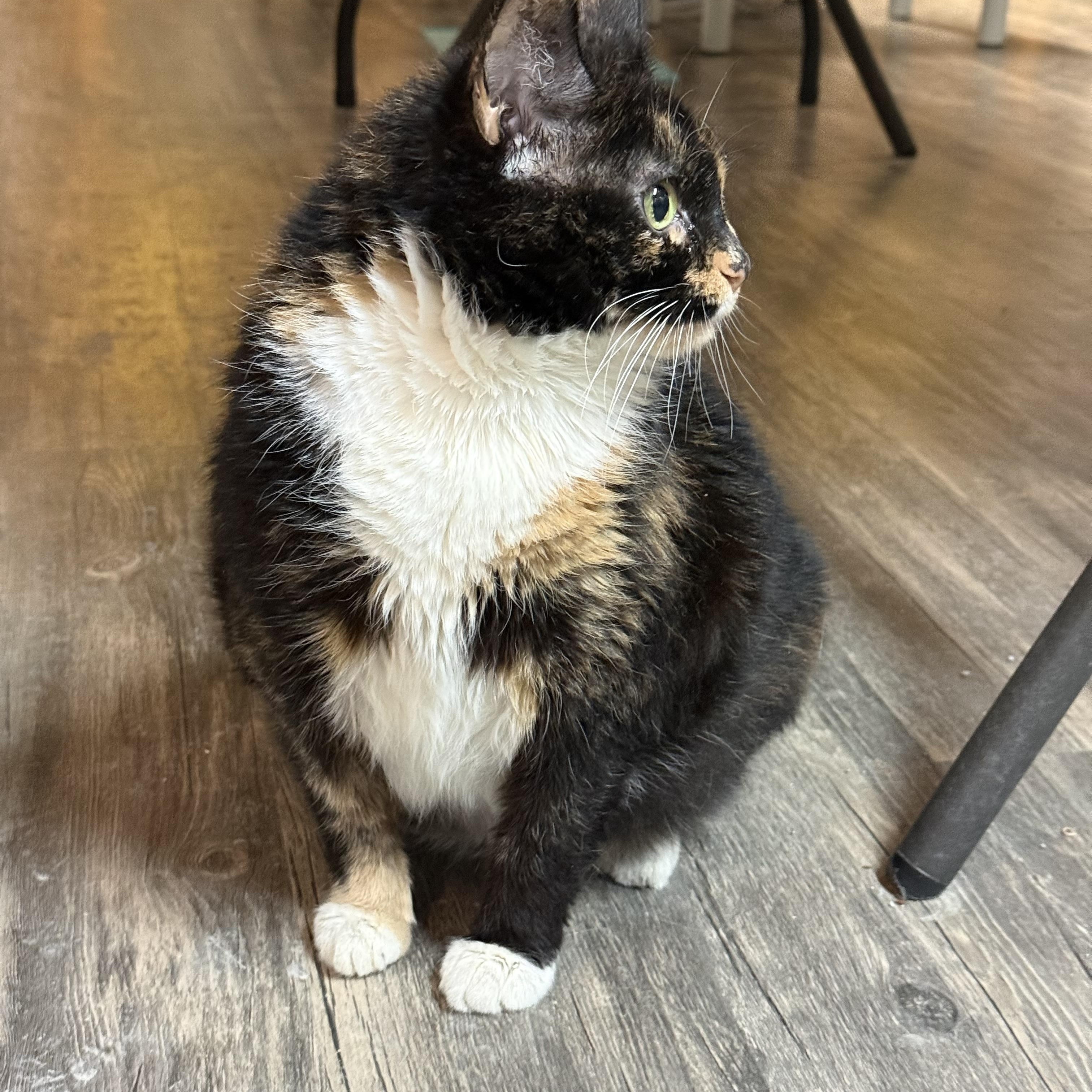 Enlarge Cocoa, a Adoptable Tortoiseshell in East Amherst, NY image 2/5