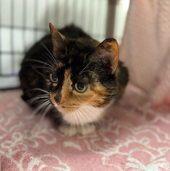 Cocoa, an adoptable Tortoiseshell in East Amherst, NY image 4/4