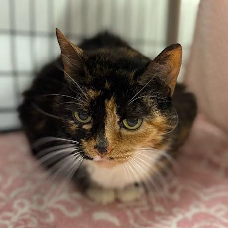 Cocoa, an adoptable Tortoiseshell in East Amherst, NY image 2/4
