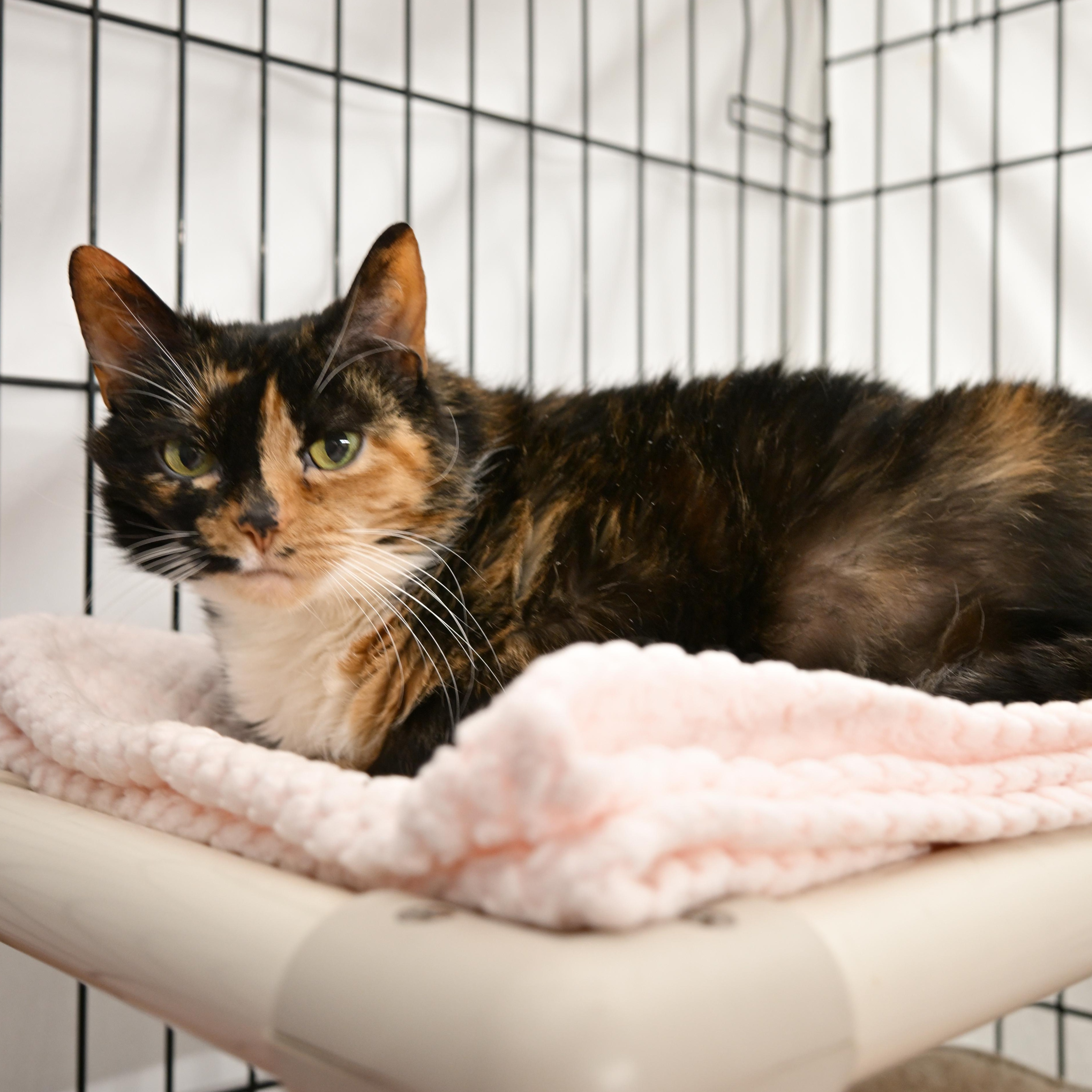 Cocoa, an adoptable Tortoiseshell in East Amherst, NY image 1/4