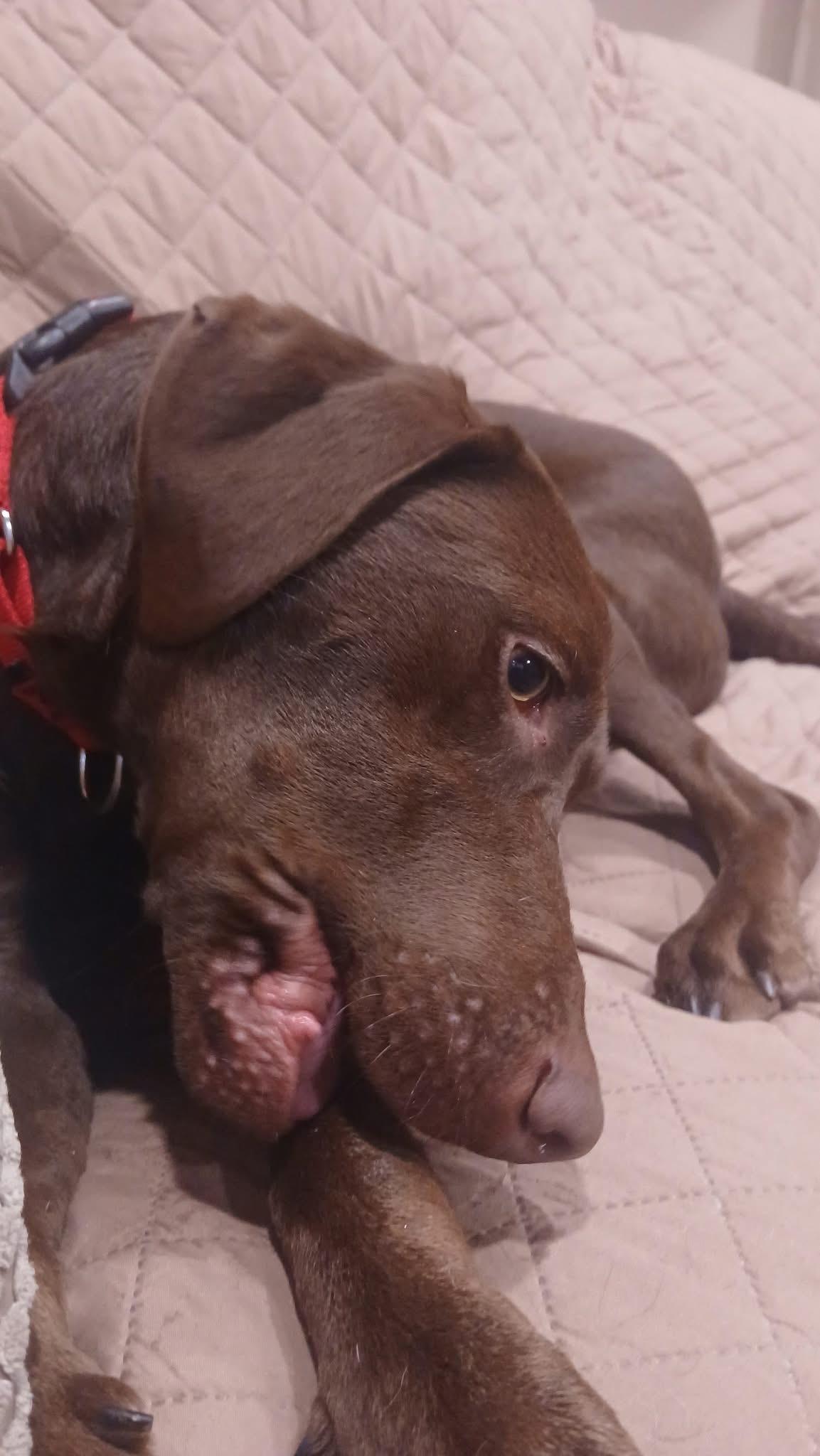 Enlarge Geneva, an adopted mixed breed in Elkton, MD image 2/6