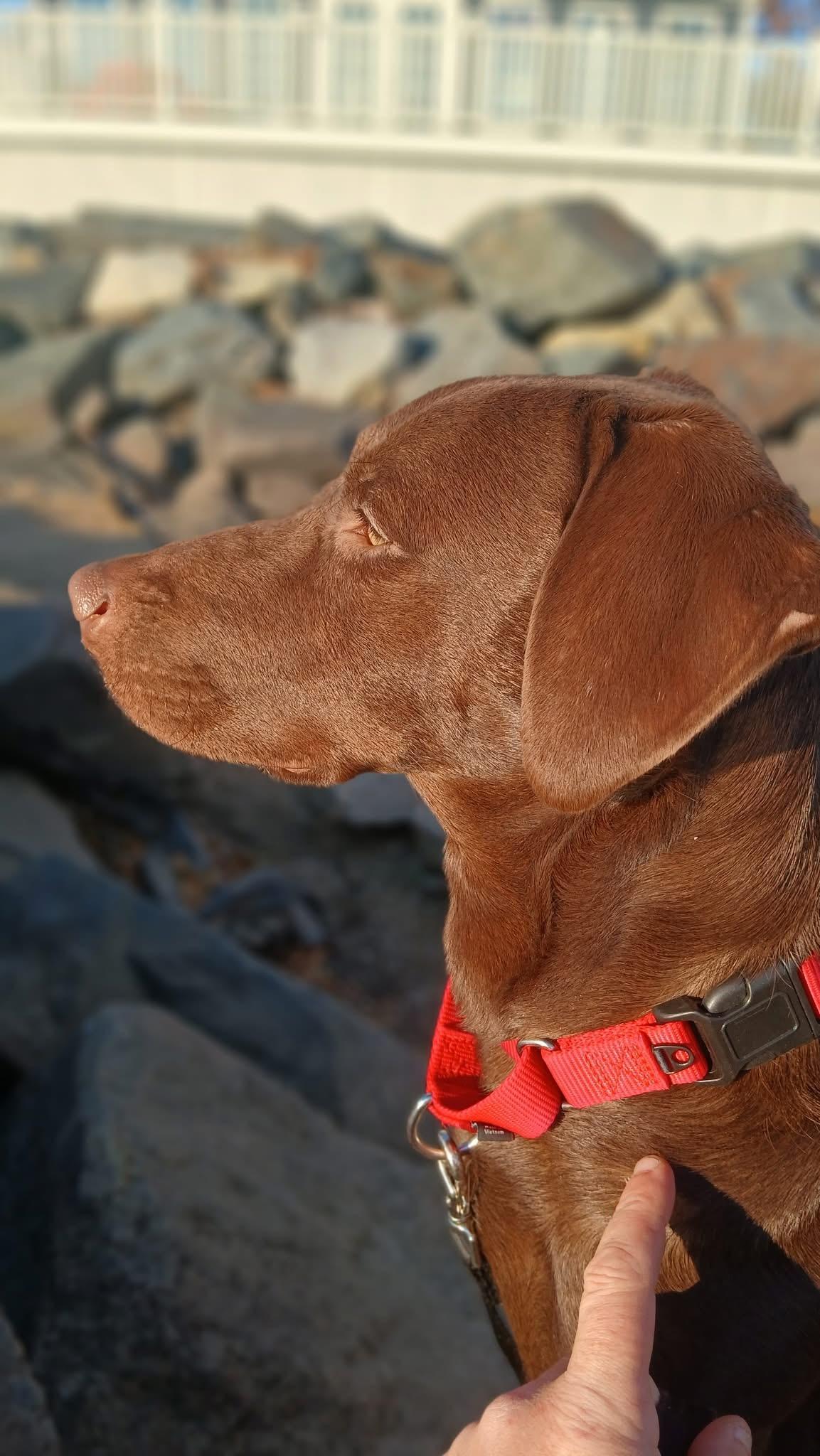 Enlarge Geneva, an adopted mixed breed in Elkton, MD image 3/6