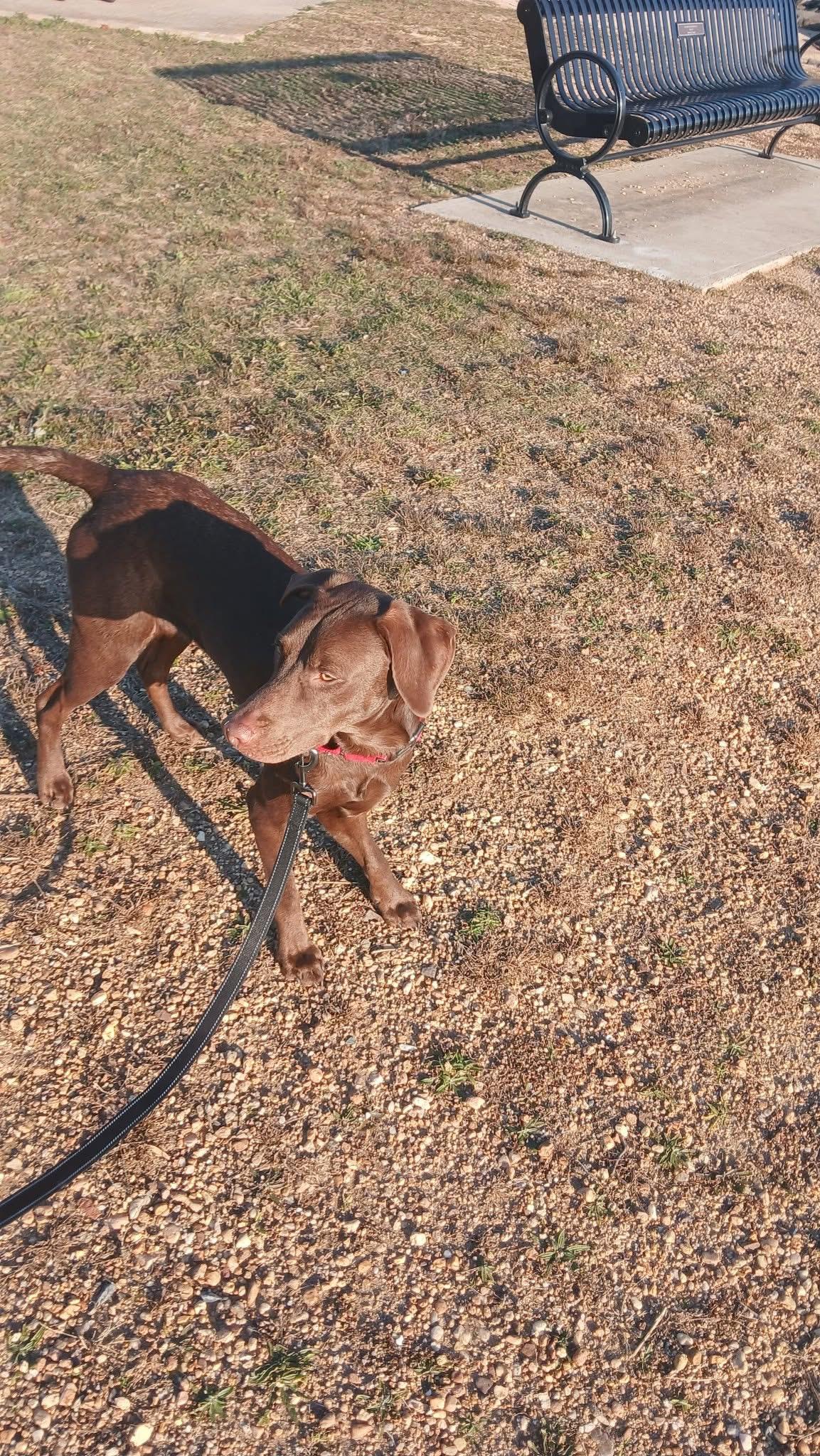 Enlarge Geneva, an adopted mixed breed in Elkton, MD image 4/6