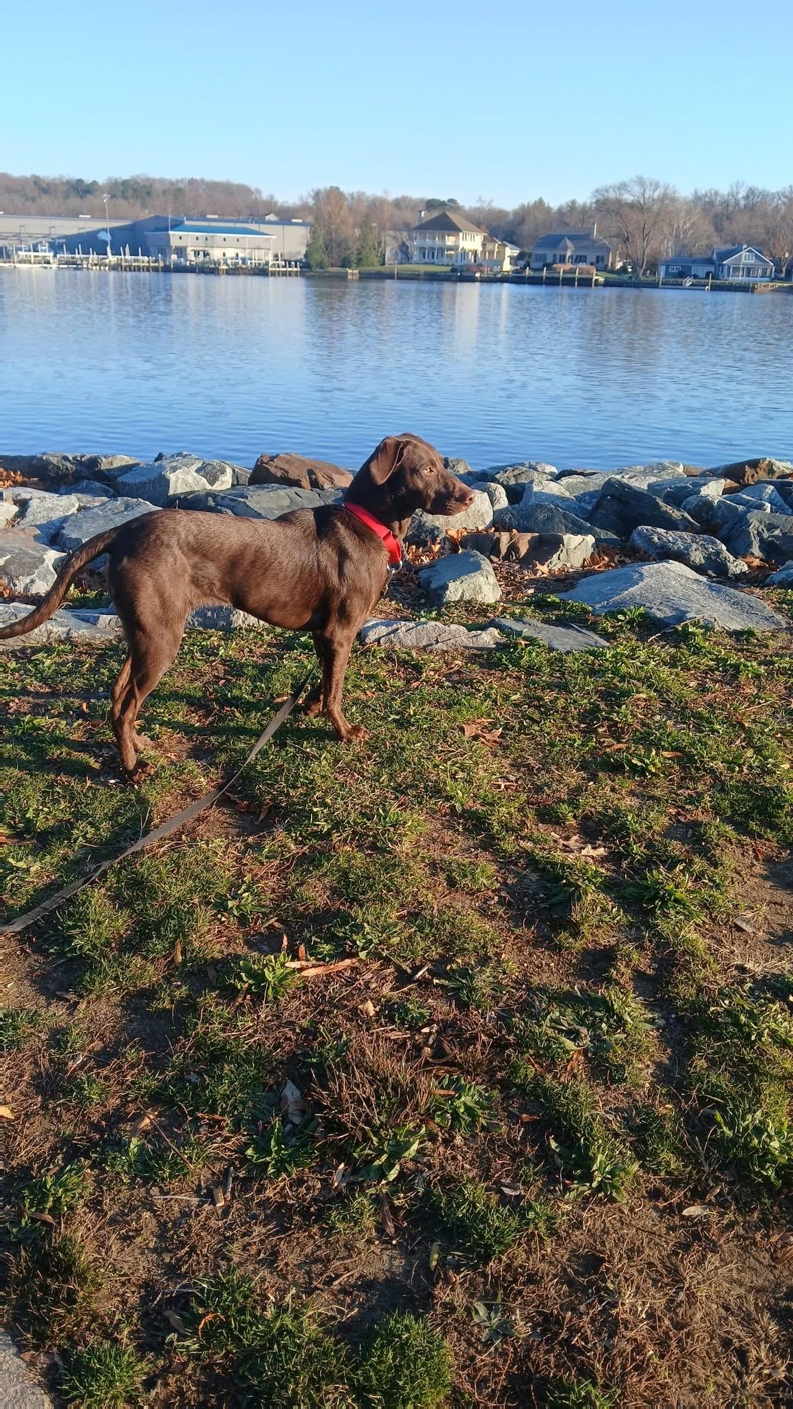 Enlarge Geneva, an adopted mixed breed in Elkton, MD image 5/6