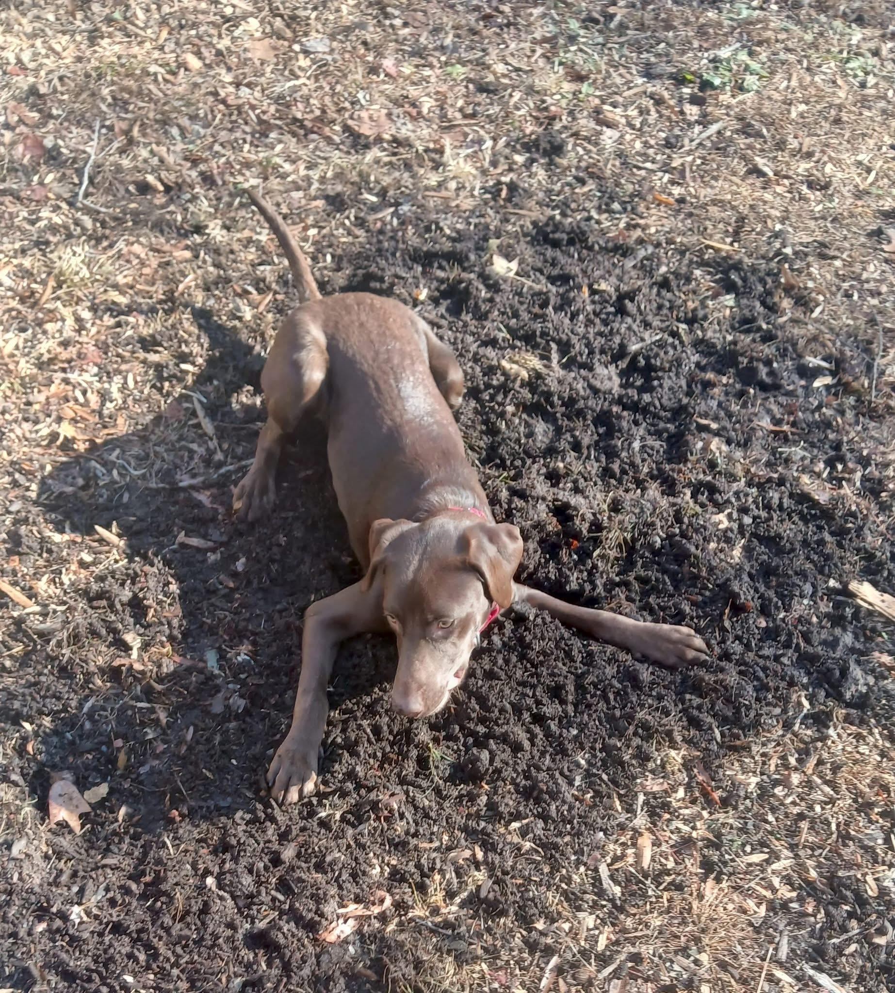 Enlarge Geneva, an adopted mixed breed in Elkton, MD image 6/6