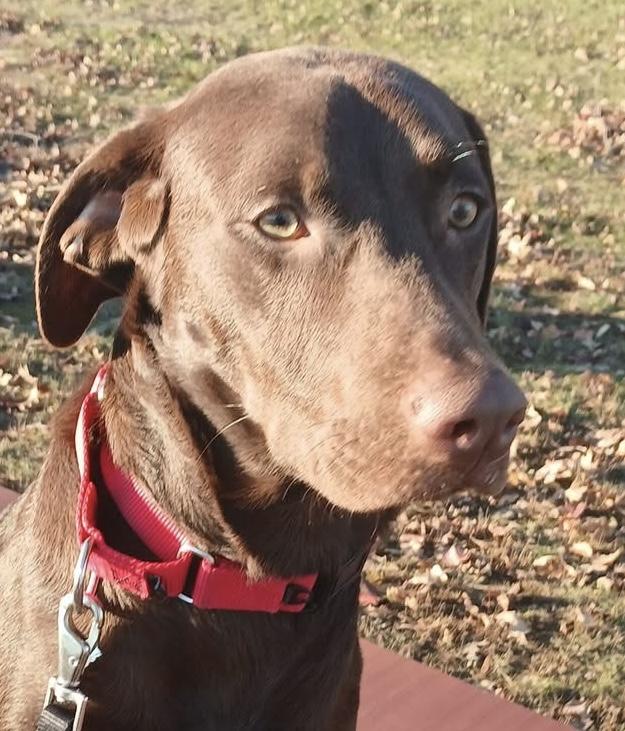 Geneva, Adoptable, Adult Female Labrador Retriever.
