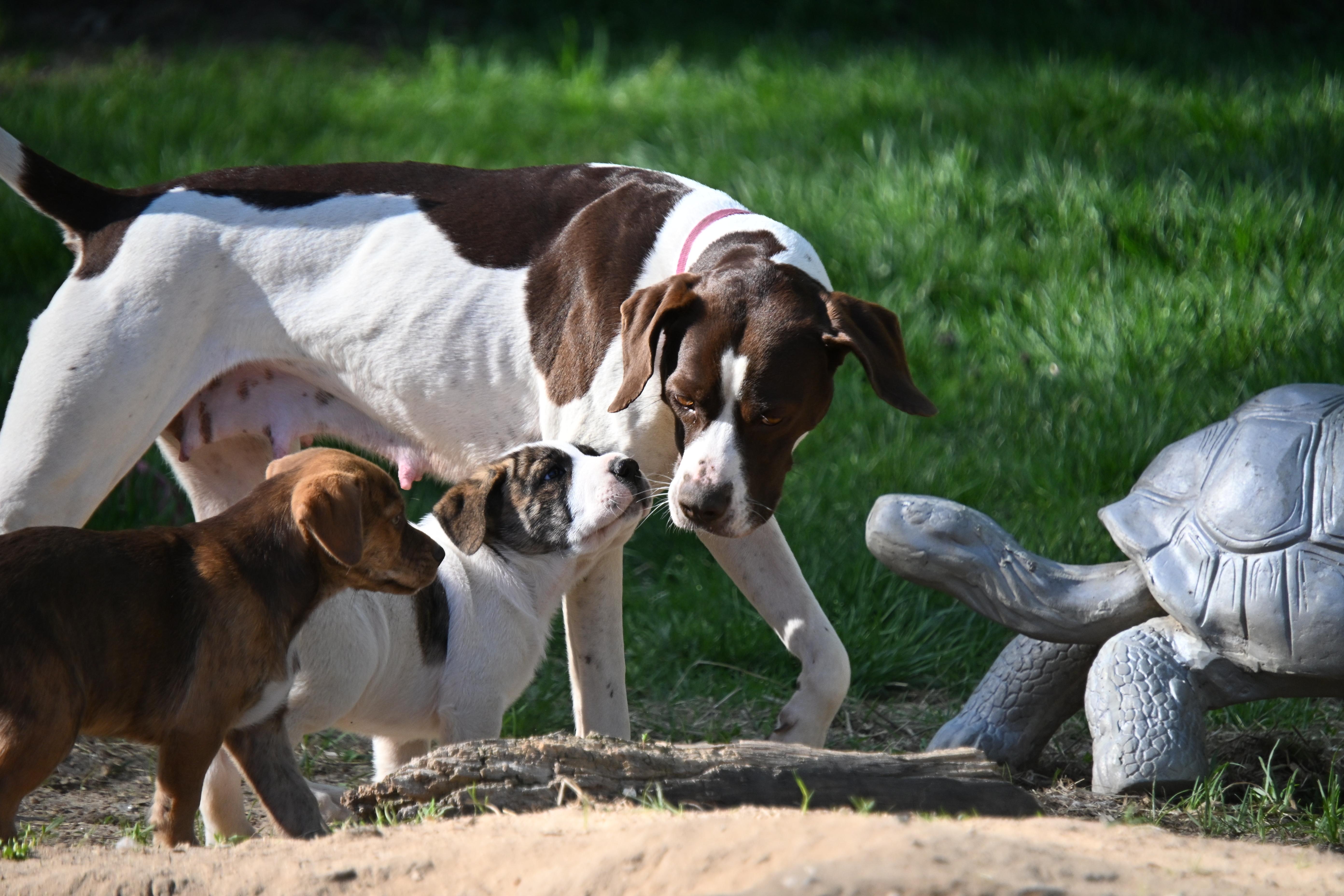 Enlarge Piper, a ADOPTABLE mixed breed in South Bend, IN image 5/6