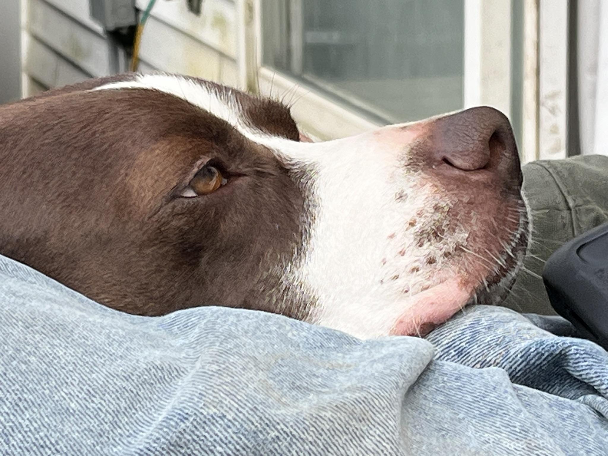 Enlarge Piper, a ADOPTABLE mixed breed in South Bend, IN image 3/6