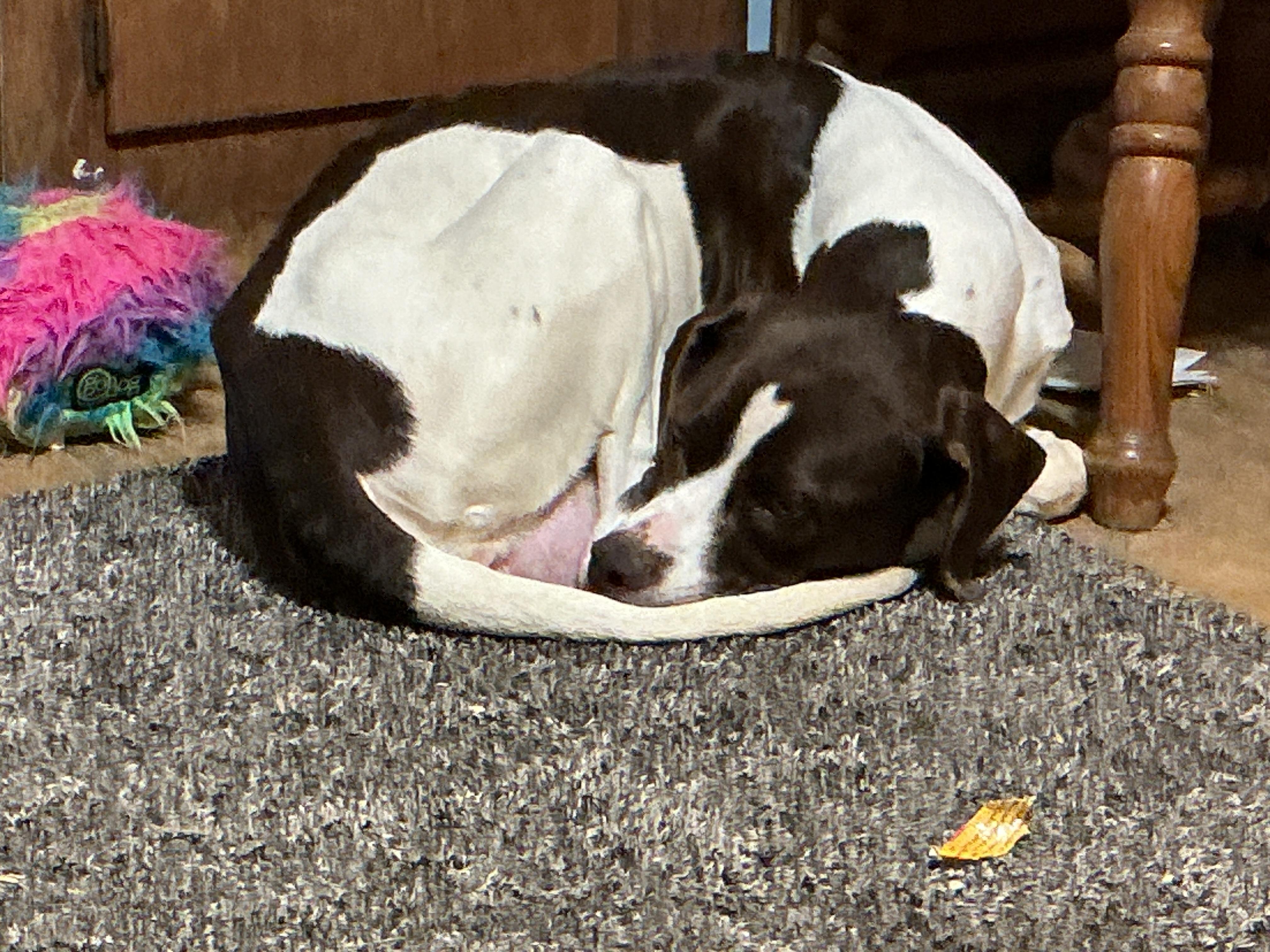 Enlarge Piper, a ADOPTABLE mixed breed in South Bend, IN image 4/6