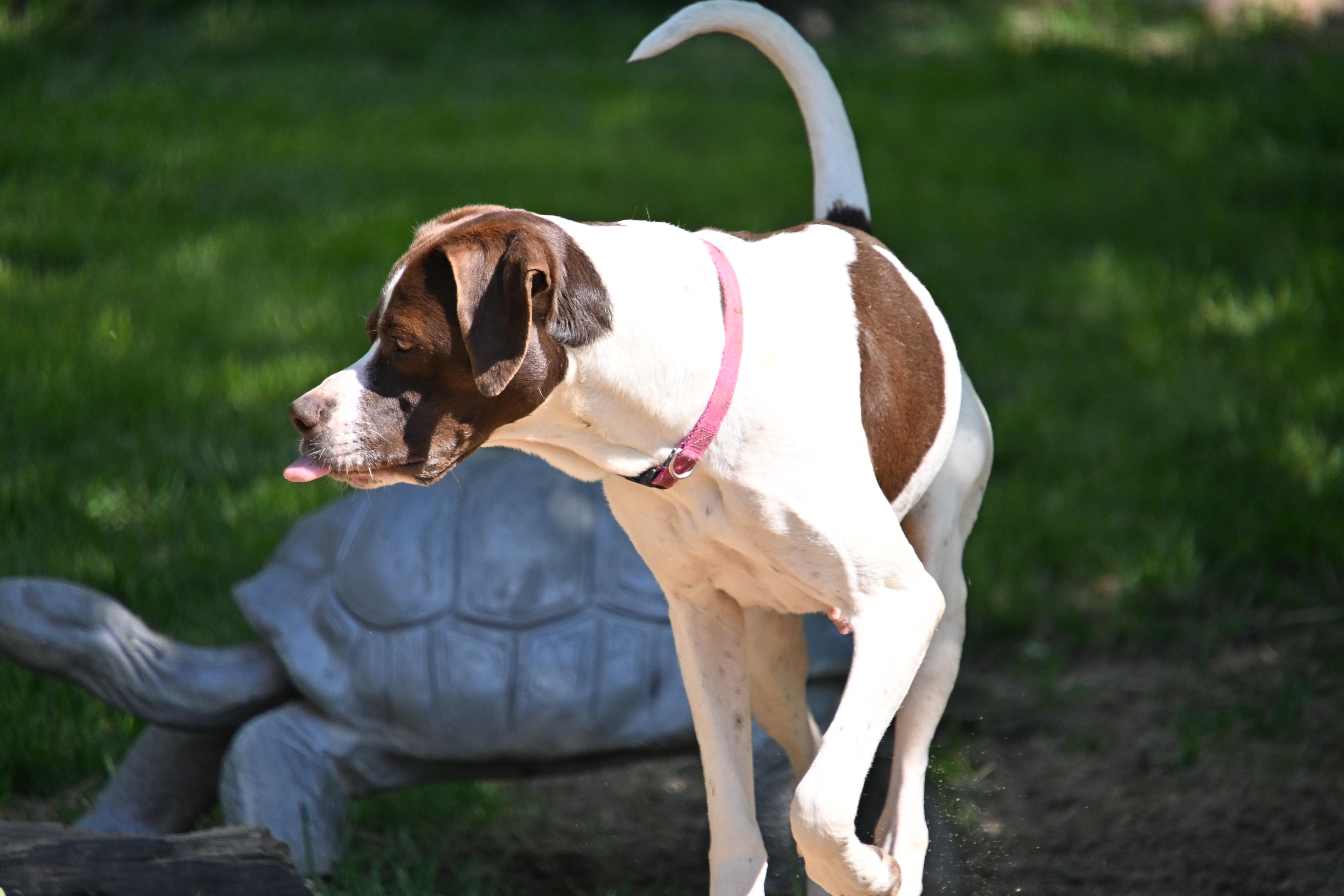 Enlarge Piper, a ADOPTABLE mixed breed in South Bend, IN image 2/6