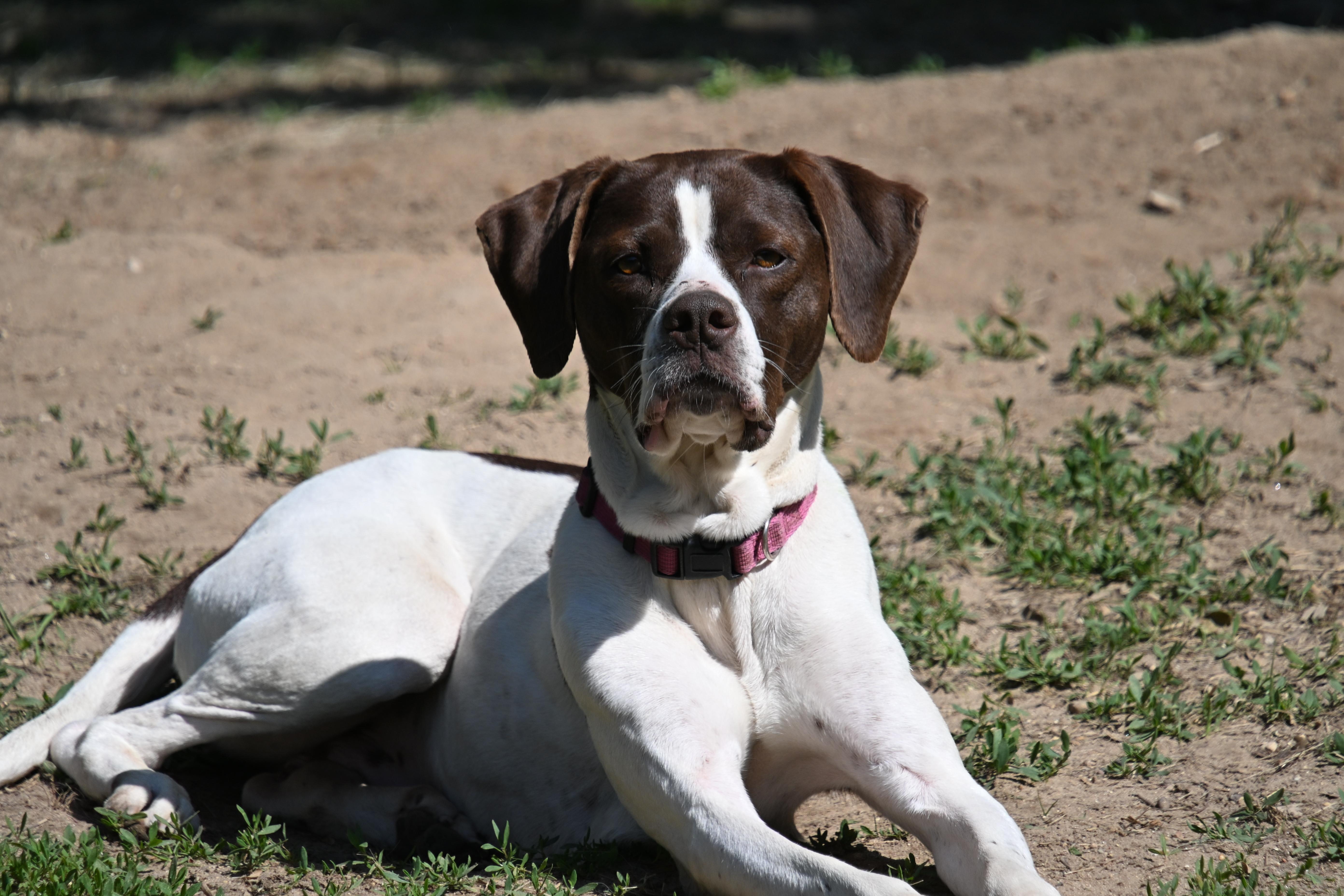 Piper, ADOPTABLE, Adult Female English Pointer.
