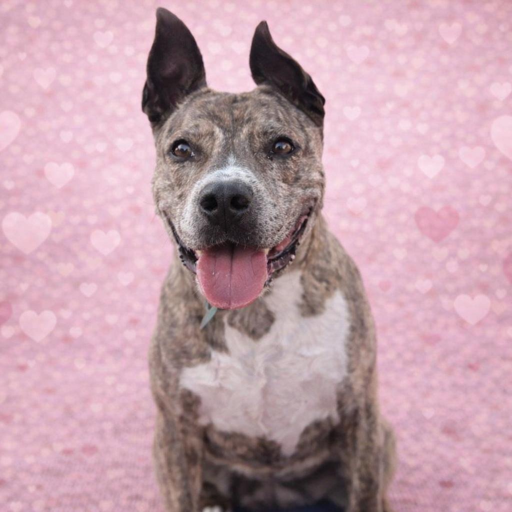 Enlarge *Cali, a Adoptable mixed breed in Justin, TX image 1/6