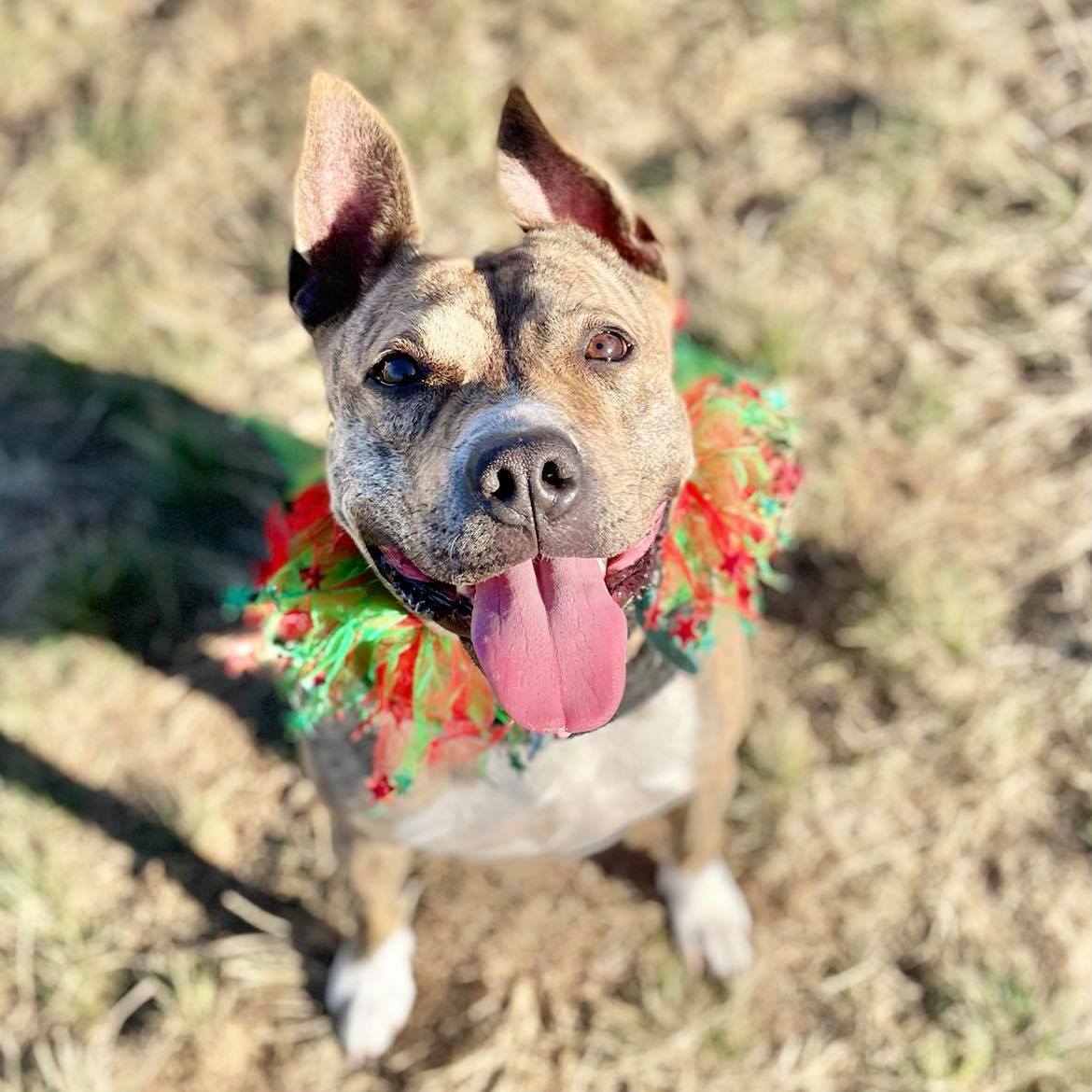 *Cali, a Adoptable mixed breed in Justin, TX image 4/6