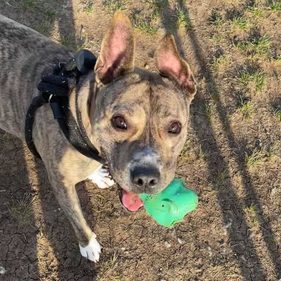 *Cali, a Adoptable mixed breed in Justin, TX image 2/6