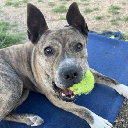 *Cali, an adoptable Dutch Shepherd, Shepherd in Justin, TX, 76247 | Photo Image 5