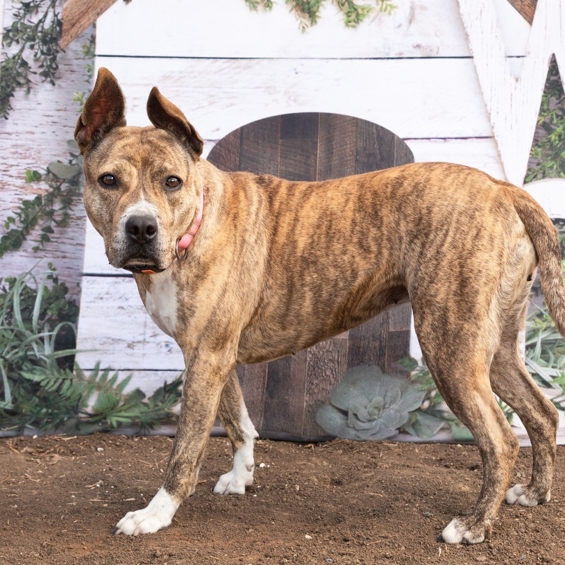 *Cali, a Adoptable mixed breed in Justin, TX image 5/6