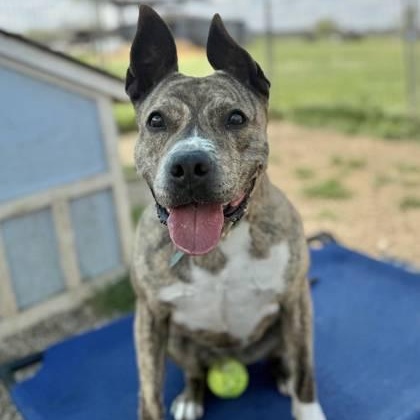 *Cali, a Adoptable mixed breed in Justin, TX image 1/6