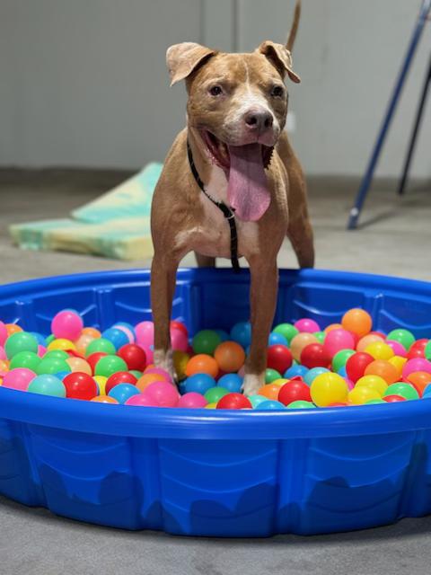 Enlarge Boogie, a Adoptable mixed breed in Marlborough, MA image 2/5