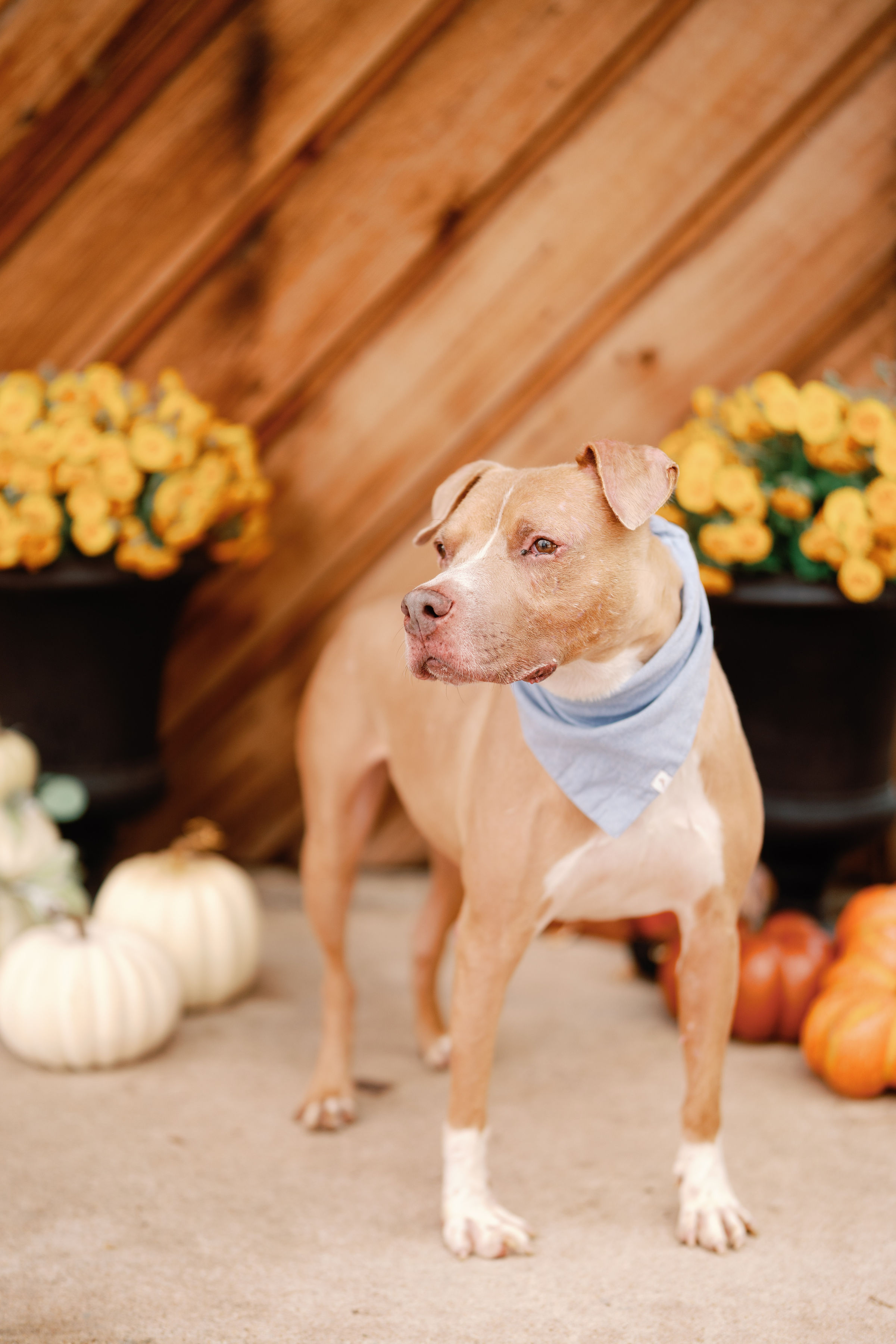 Enlarge Boogie, a Adoptable mixed breed in Marlborough, MA image 4/5