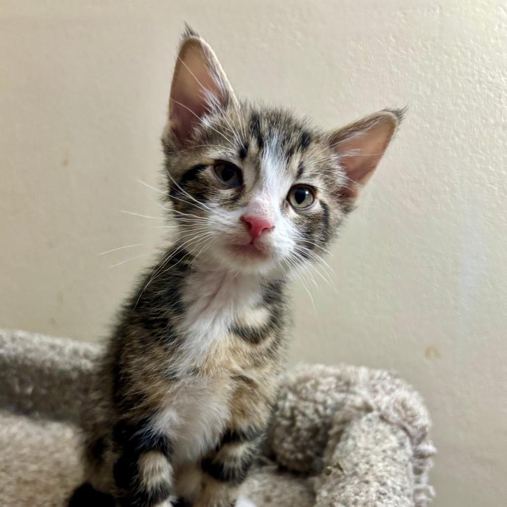 Parker **Off-Site Foster Home**, Adoptable, Kitten Male Domestic Short Hair.