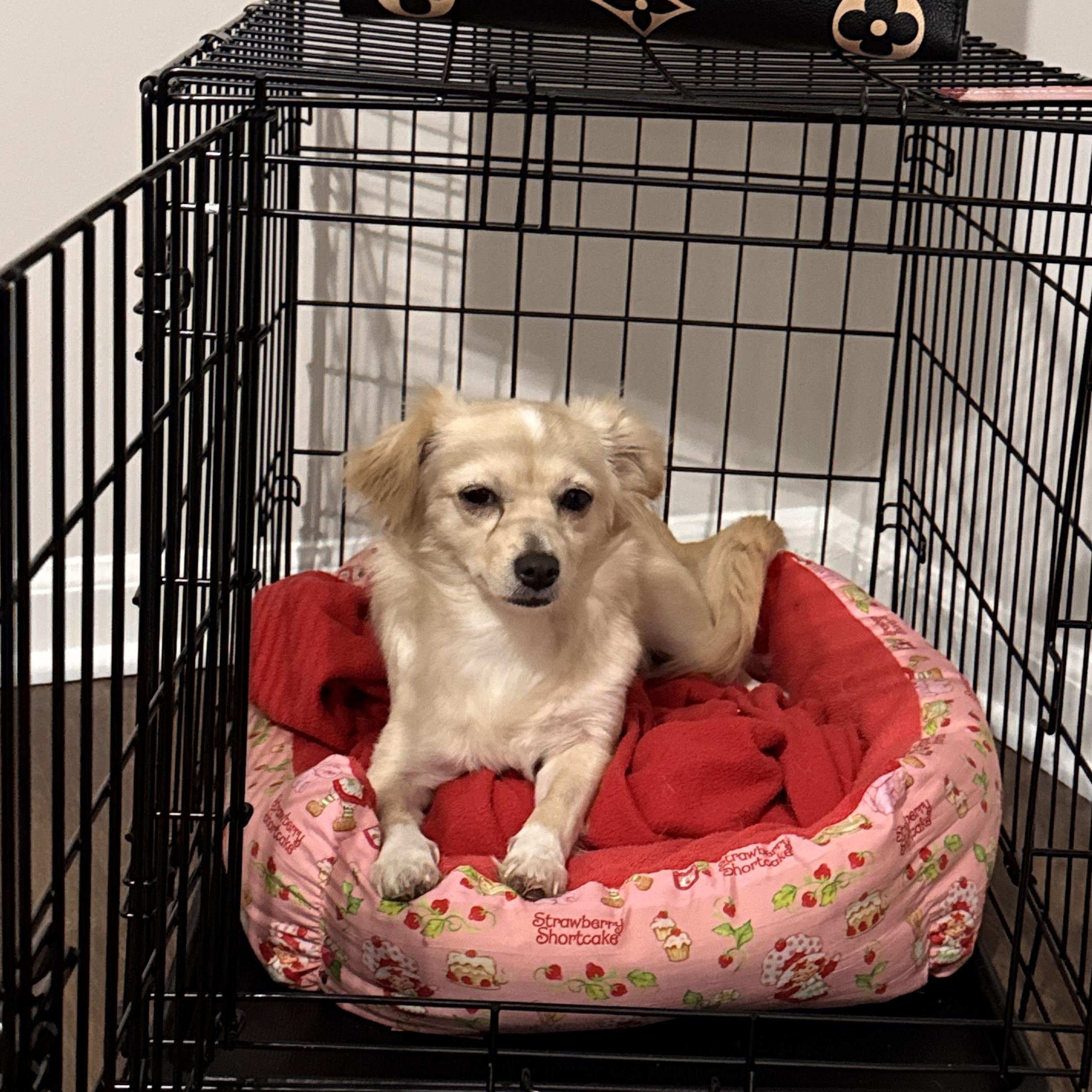 Enlarge Jess, an adopted Chihuahua in atlanta, GA image 3/4