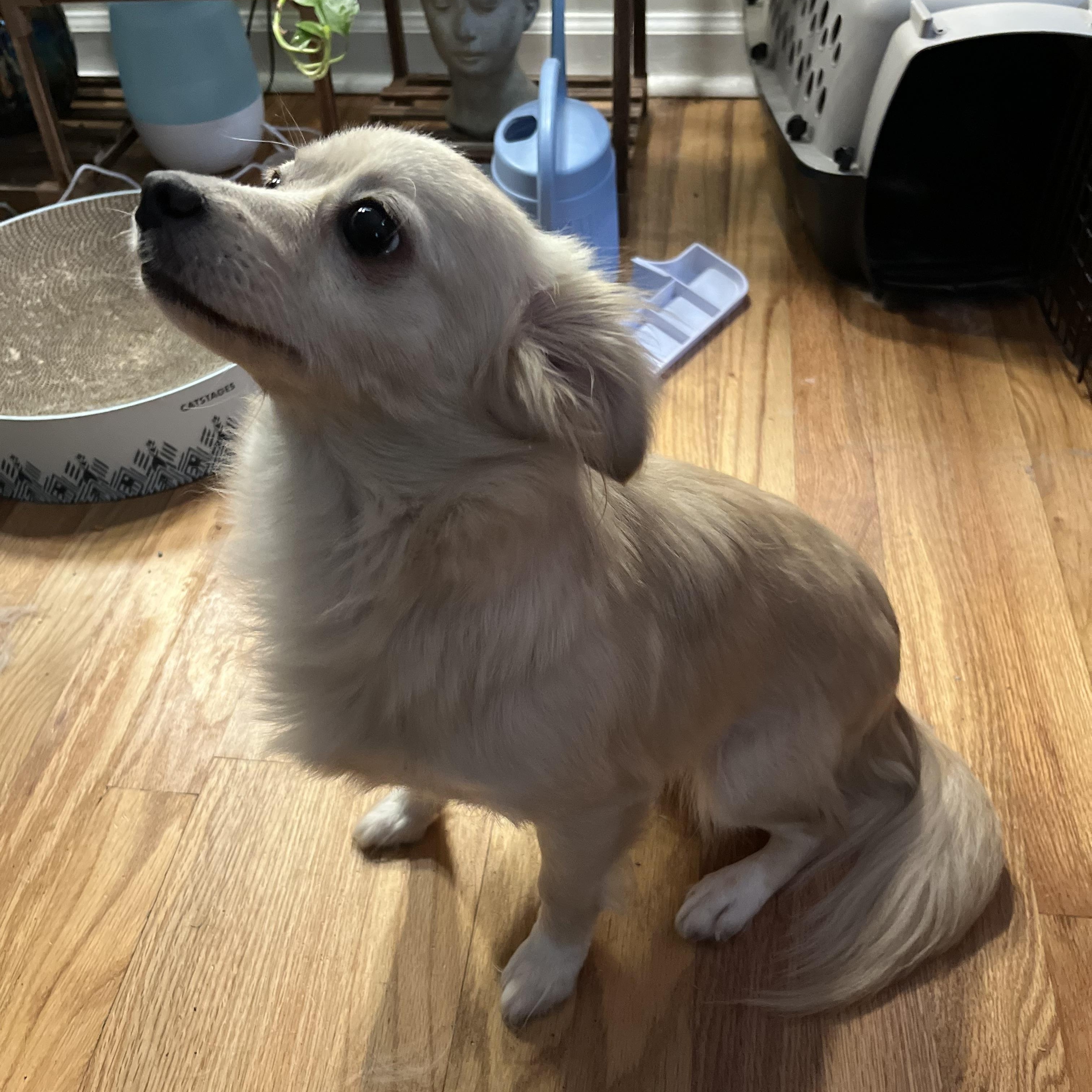 Jess, adopted, Young Female Chihuahua.
