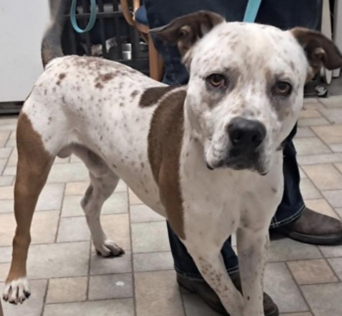 Bravo, ADOPTABLE, Adult Male American Staffordshire Terrier.