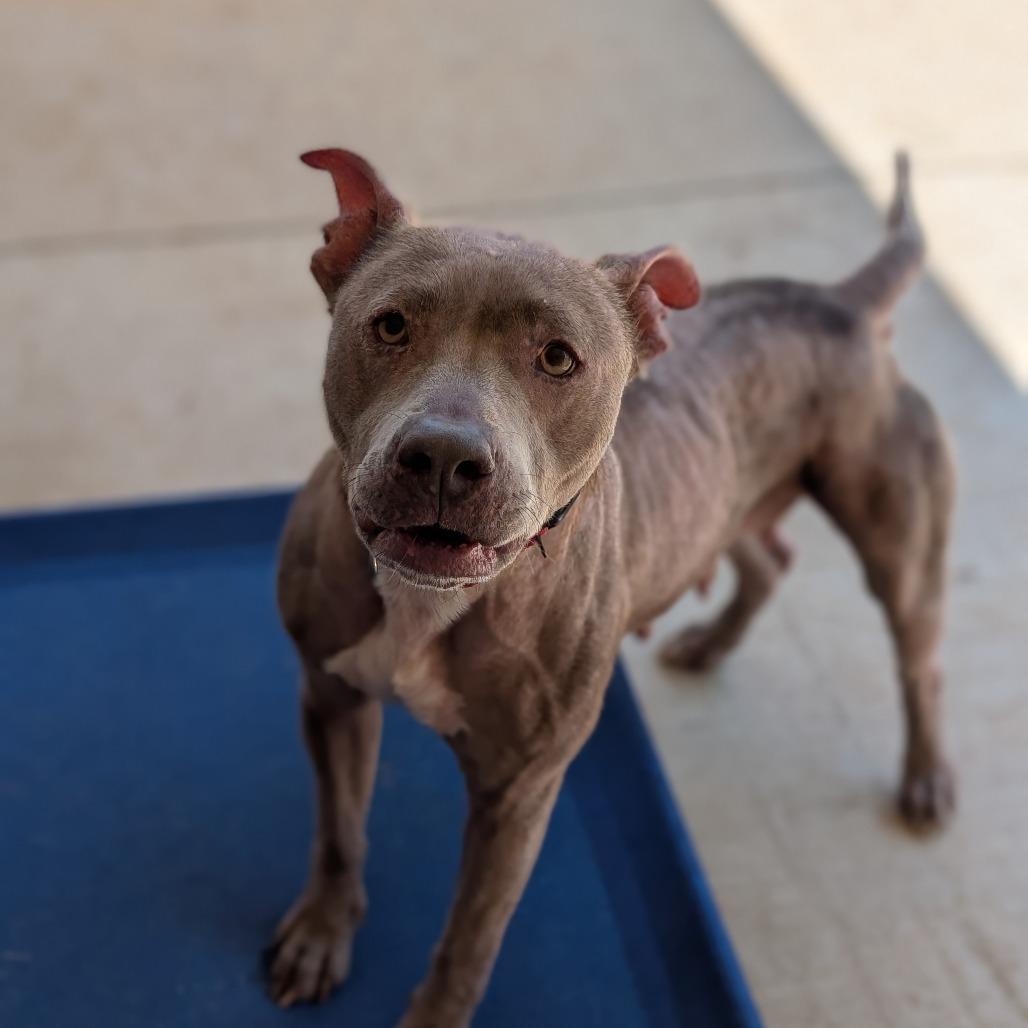 Enlarge Sheba(BAS), a Adoptable mixed breed in Lenoir, NC image 3/6