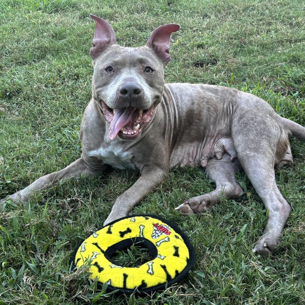 Enlarge Sheba(BAS), a Adoptable mixed breed in Lenoir, NC image 4/6